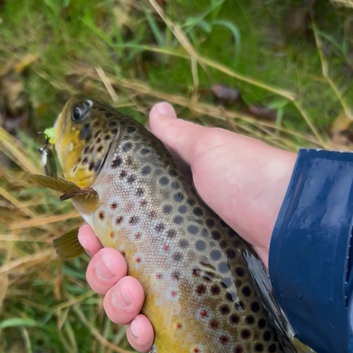 Brown trout caught on Fishbrain