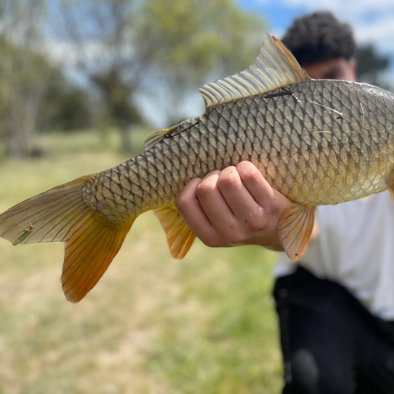 Common carp caught on Fishbrain