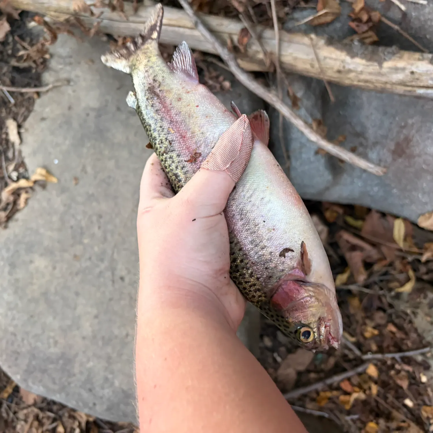 Rainbow trout caught on Fishbrain