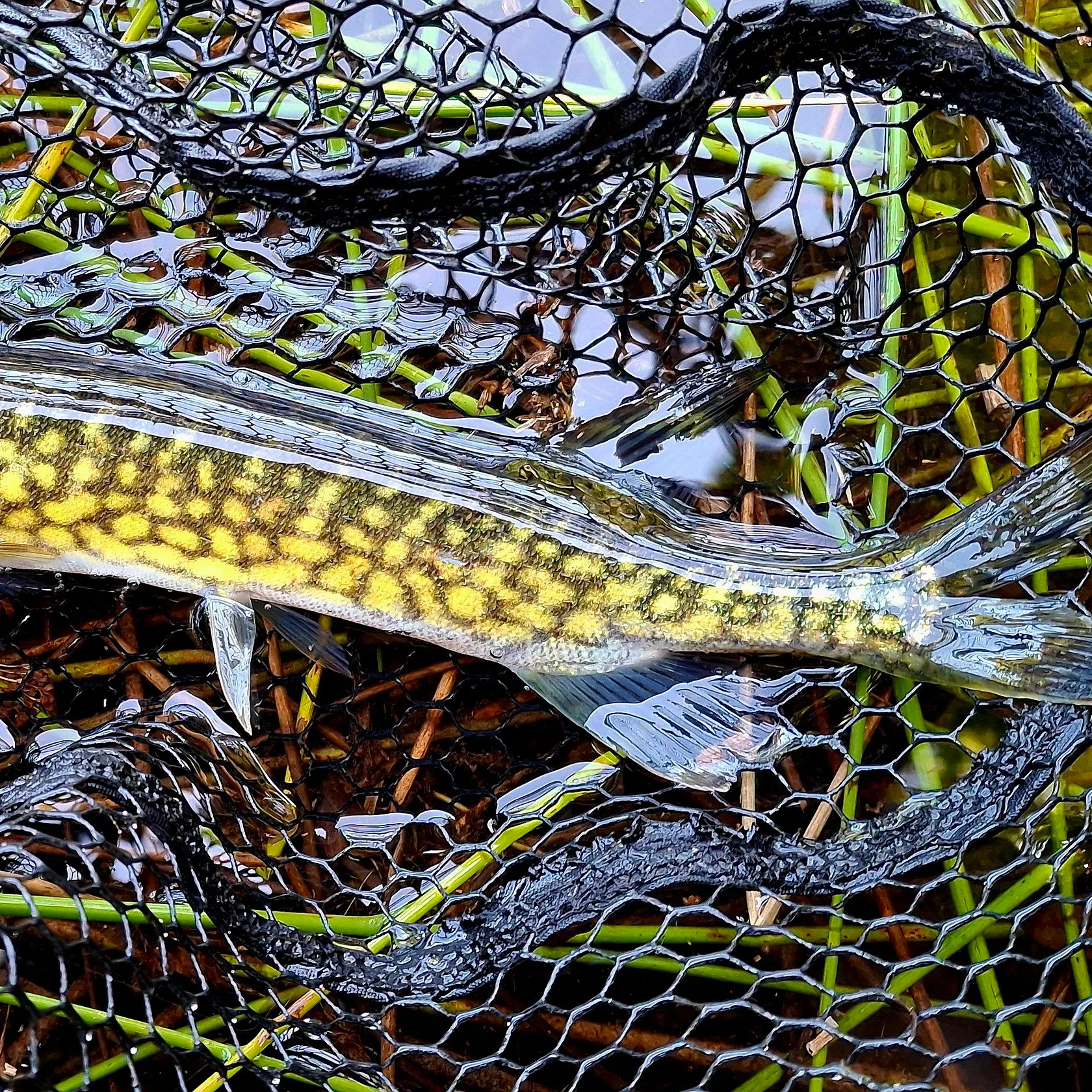 Chain pickerel caught on Fishbrain