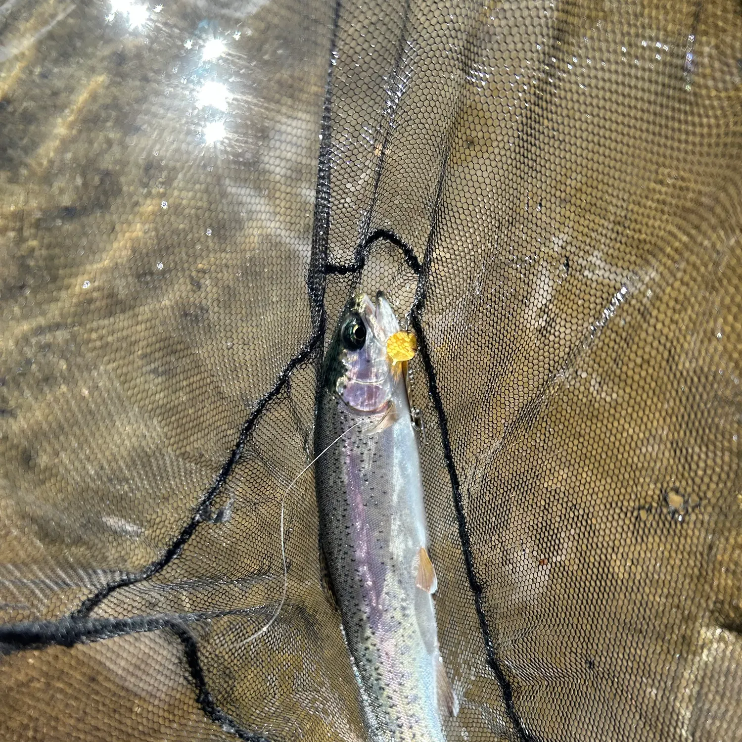 Rainbow trout caught on Fishbrain