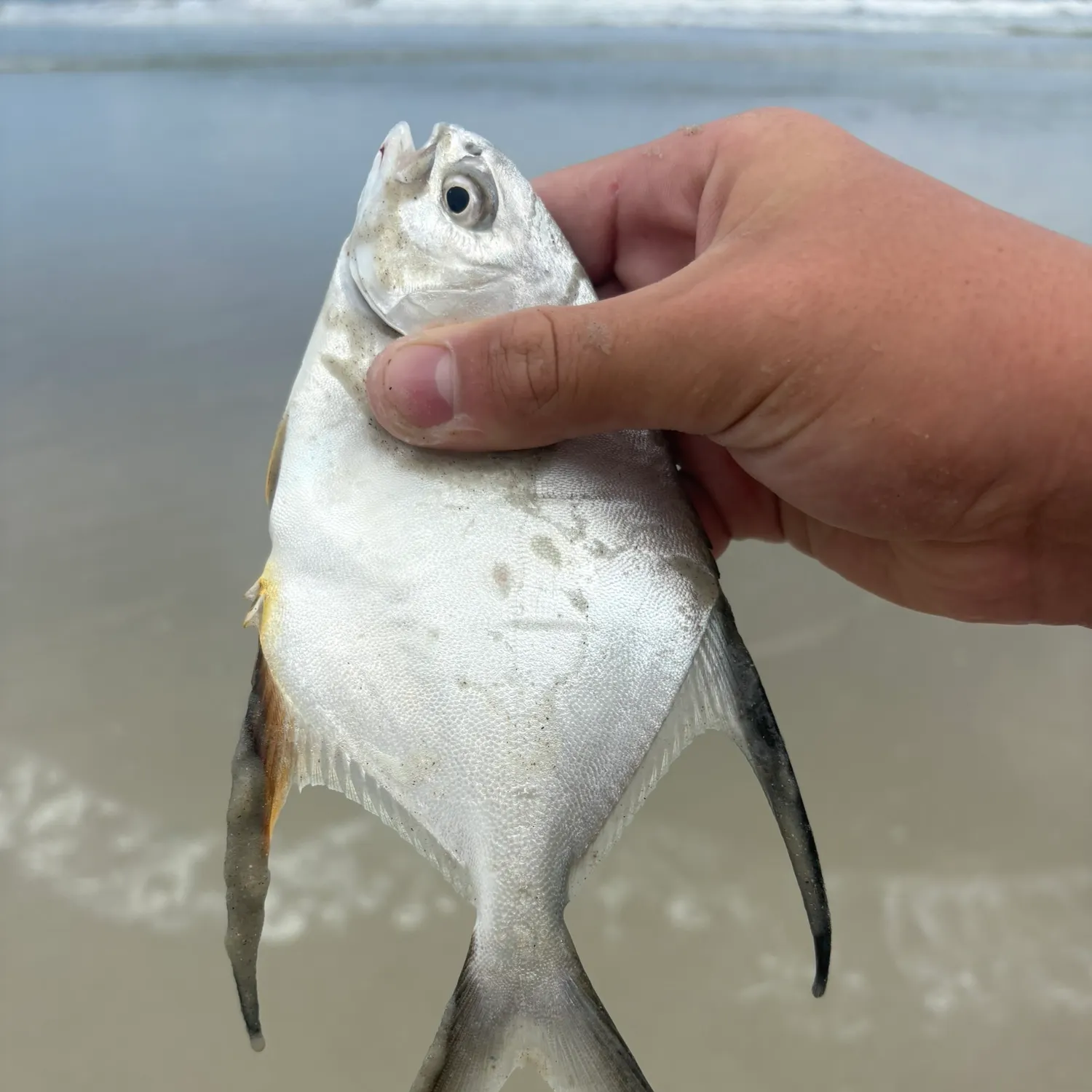 The most recent Palometa catches on Fishbrain