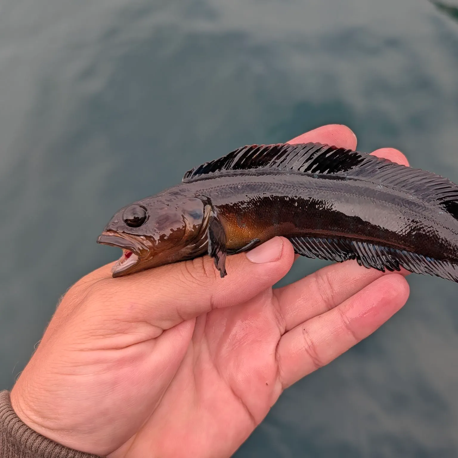 Fish caught on Fishbrain