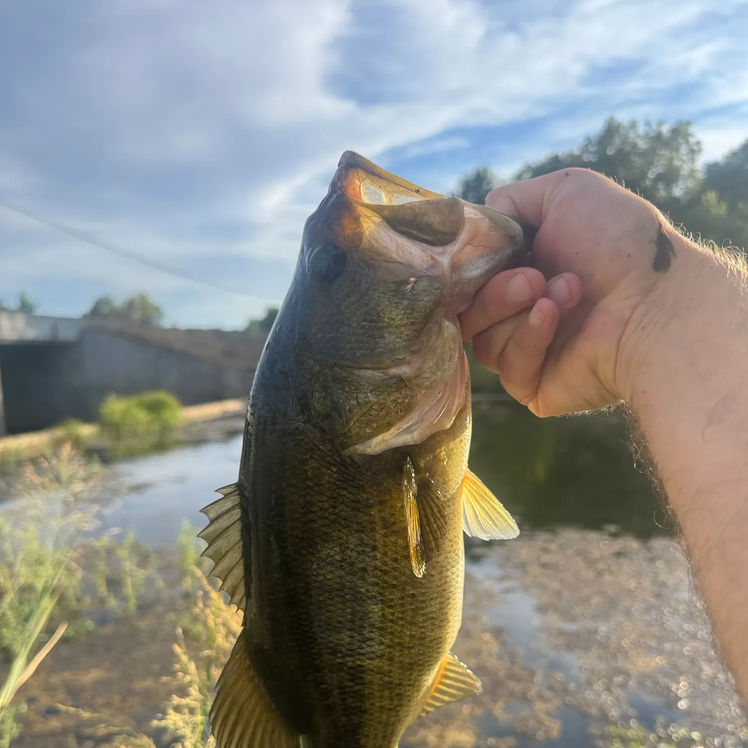 Largemouth bass caught on Fishbrain