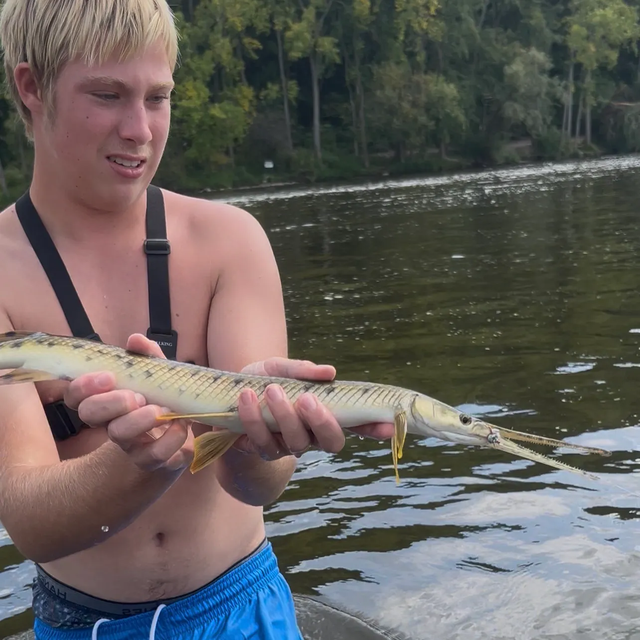 Shortnose gar caught on Fishbrain