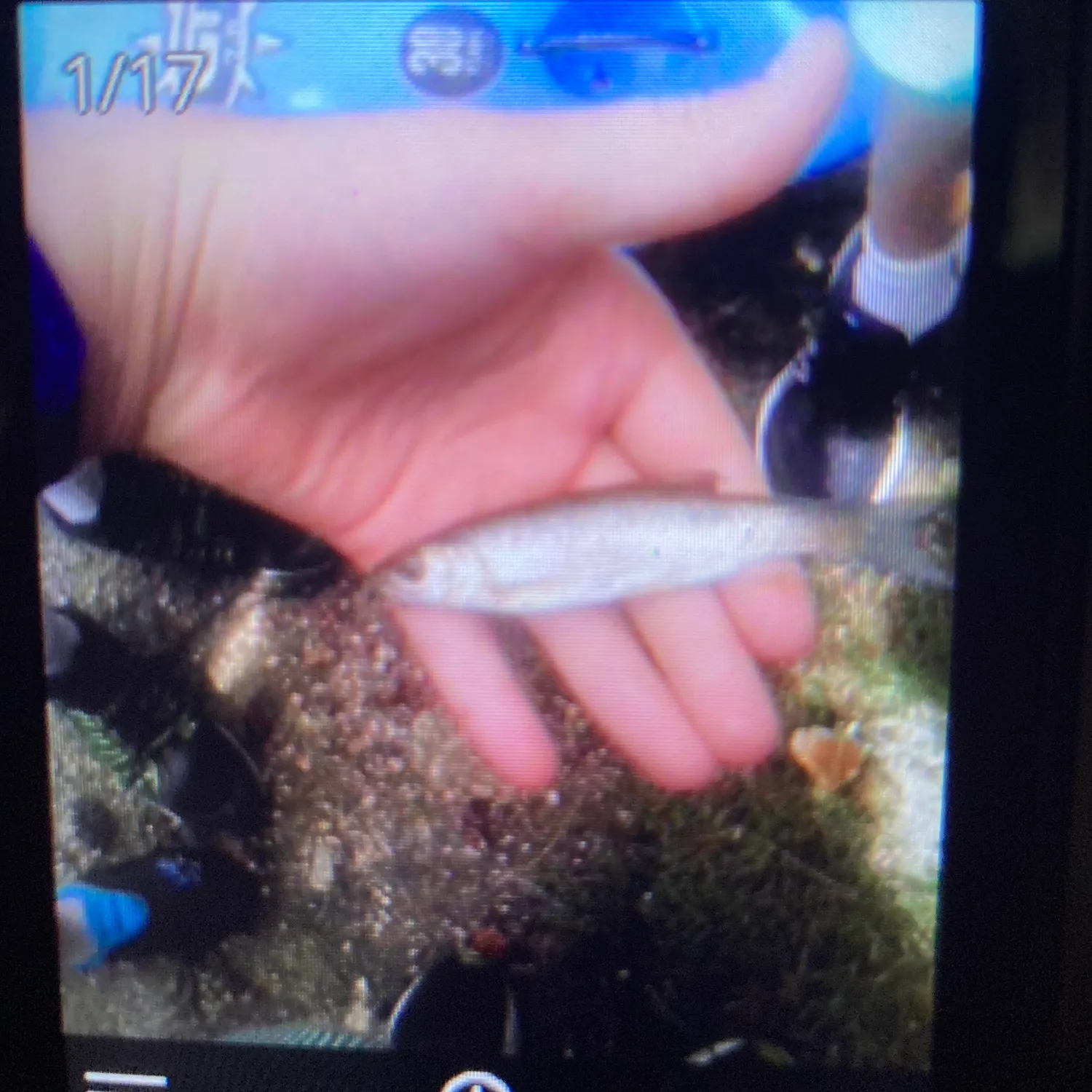 European chub caught on Fishbrain