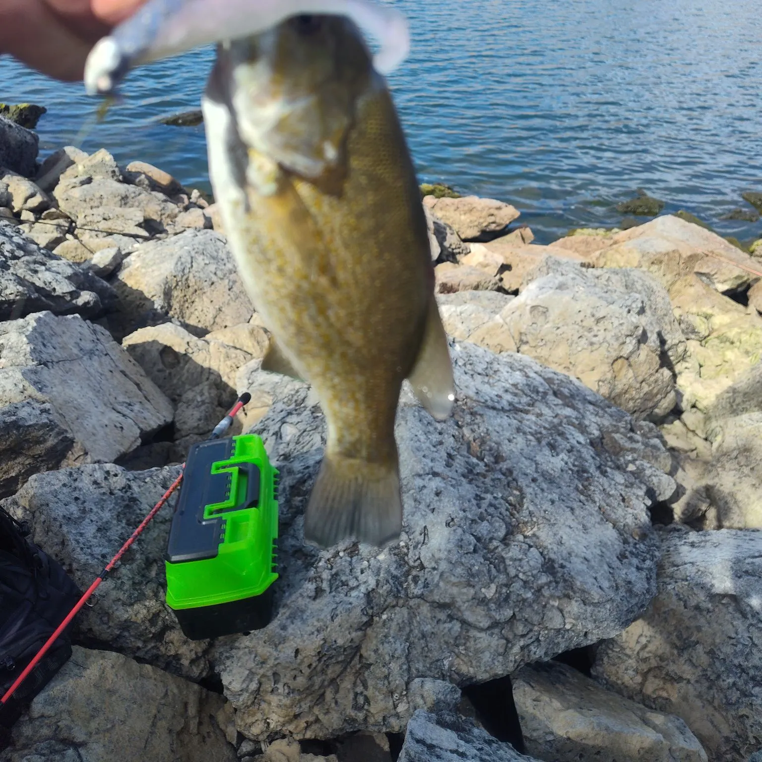 Smallmouth bass caught on Fishbrain