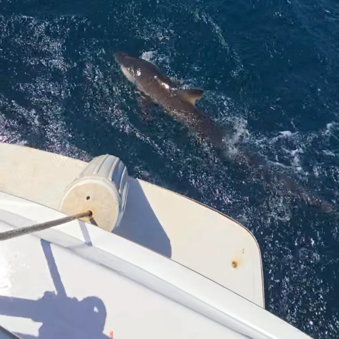 The most recent Dusky shark catches on Fishbrain