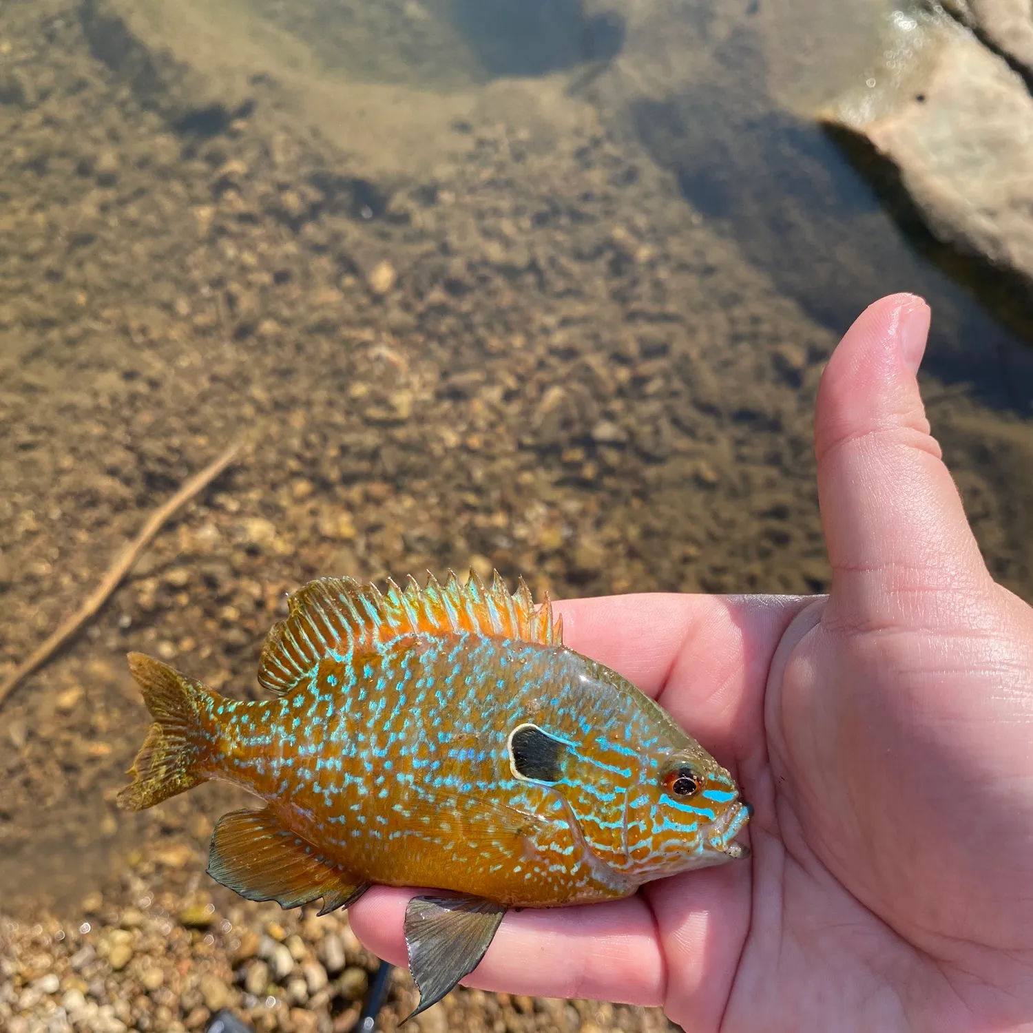 Longear sunfish caught on Fishbrain