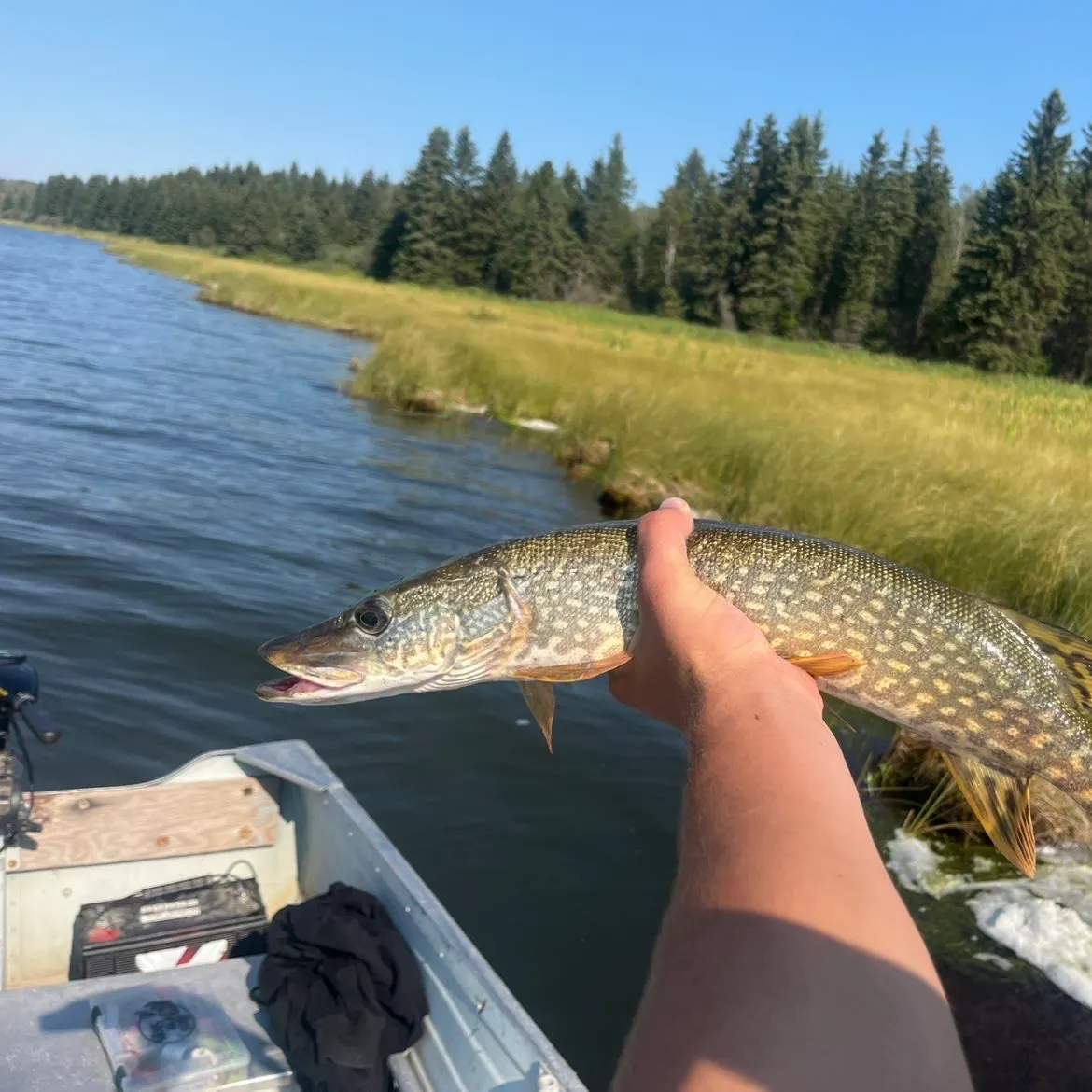 Northern pike caught on Fishbrain