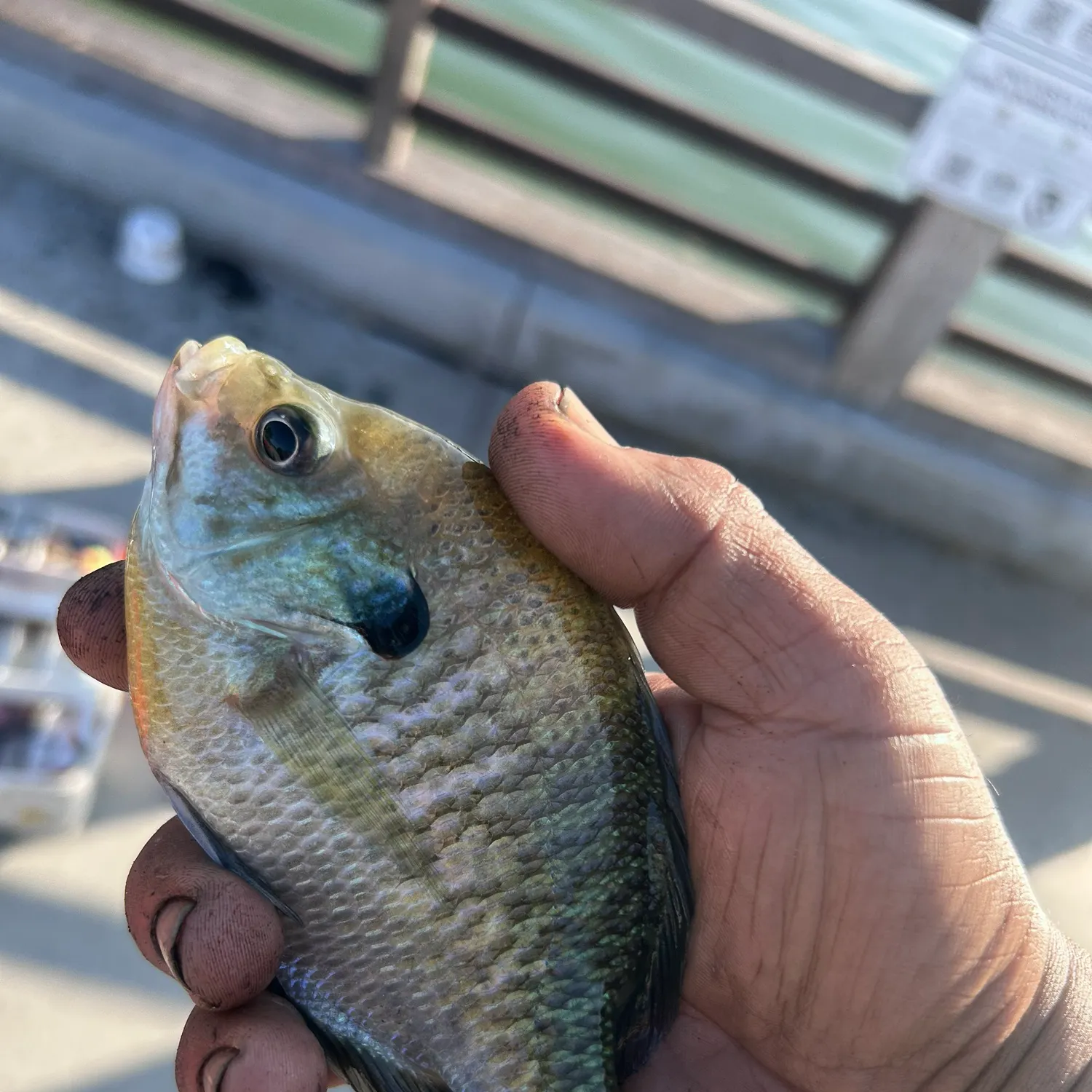 Fish caught on Fishbrain