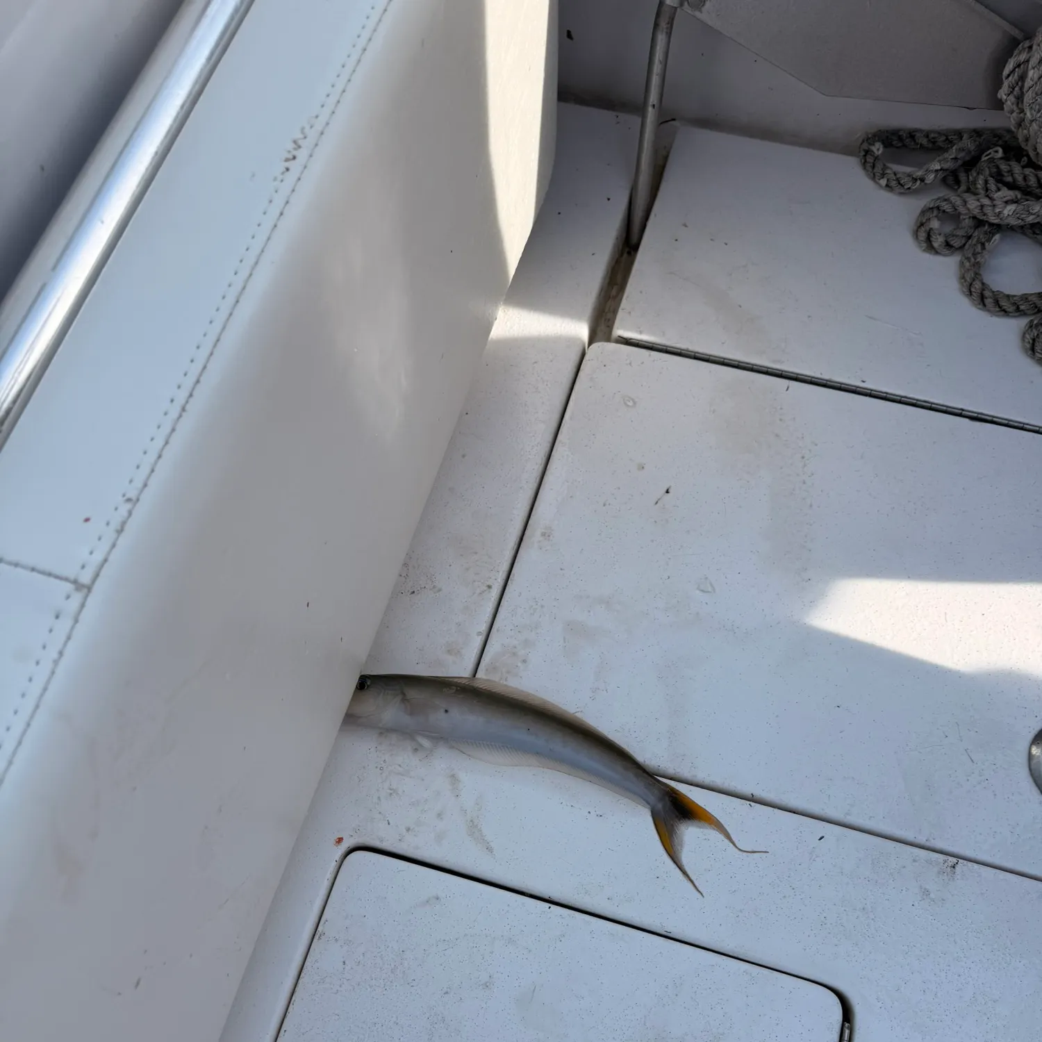 The most recent Sand tilefish catches on Fishbrain