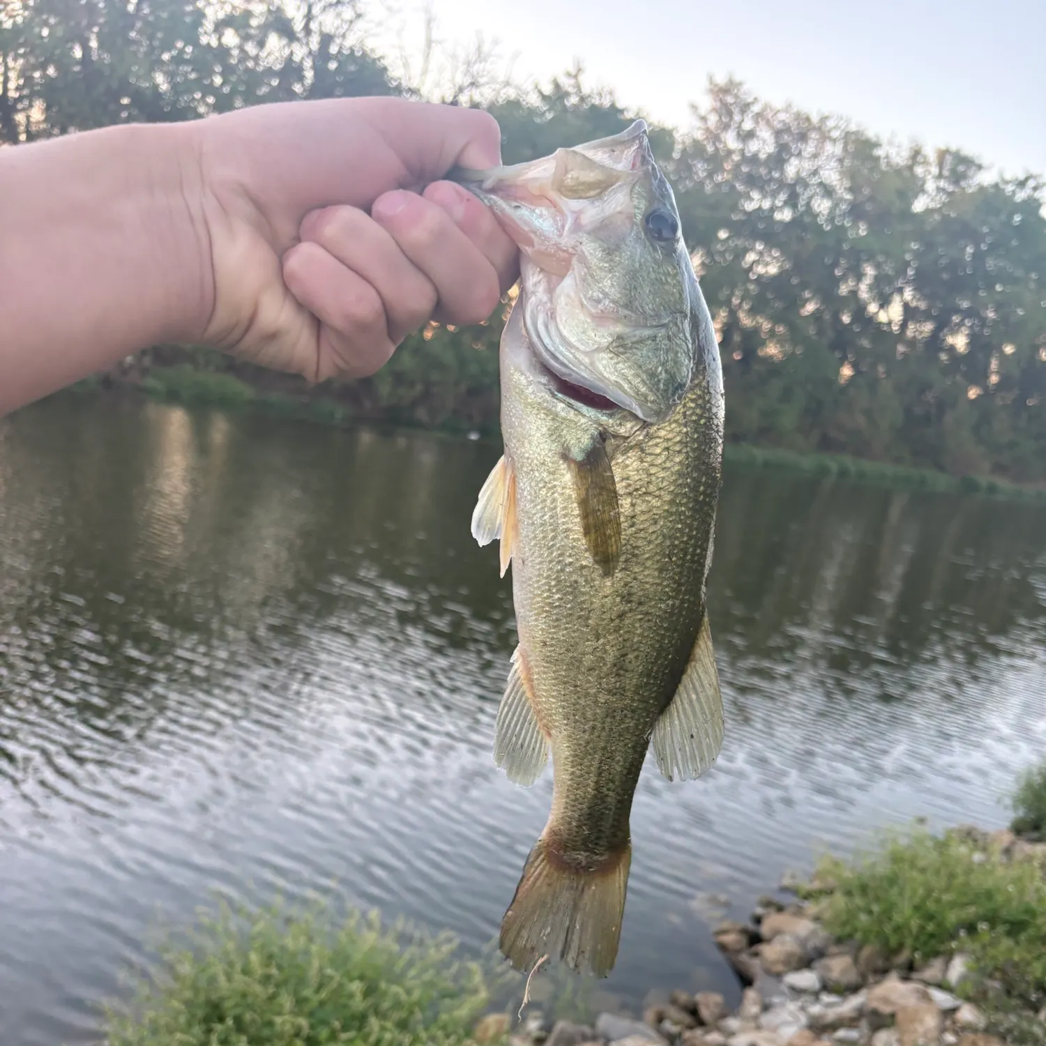 Largemouth bass caught on Fishbrain