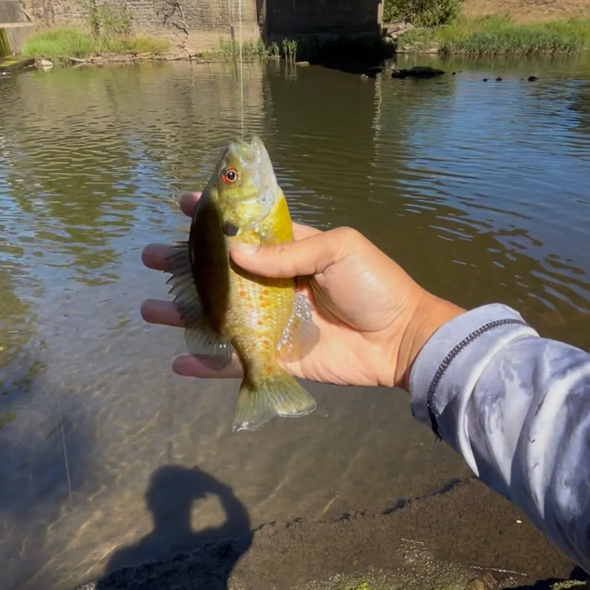 Rock bass caught on Fishbrain
