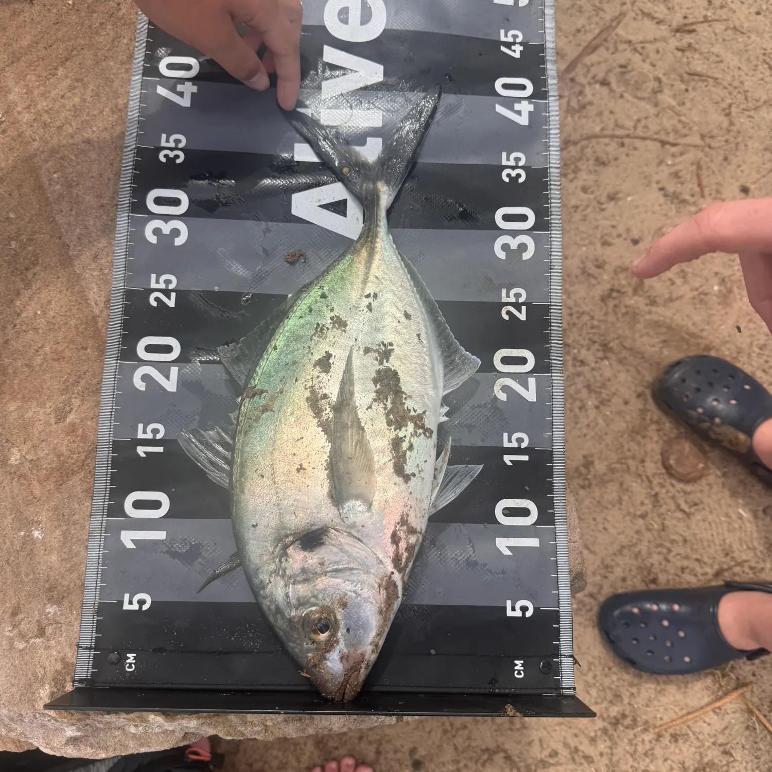 White trevally caught on Fishbrain