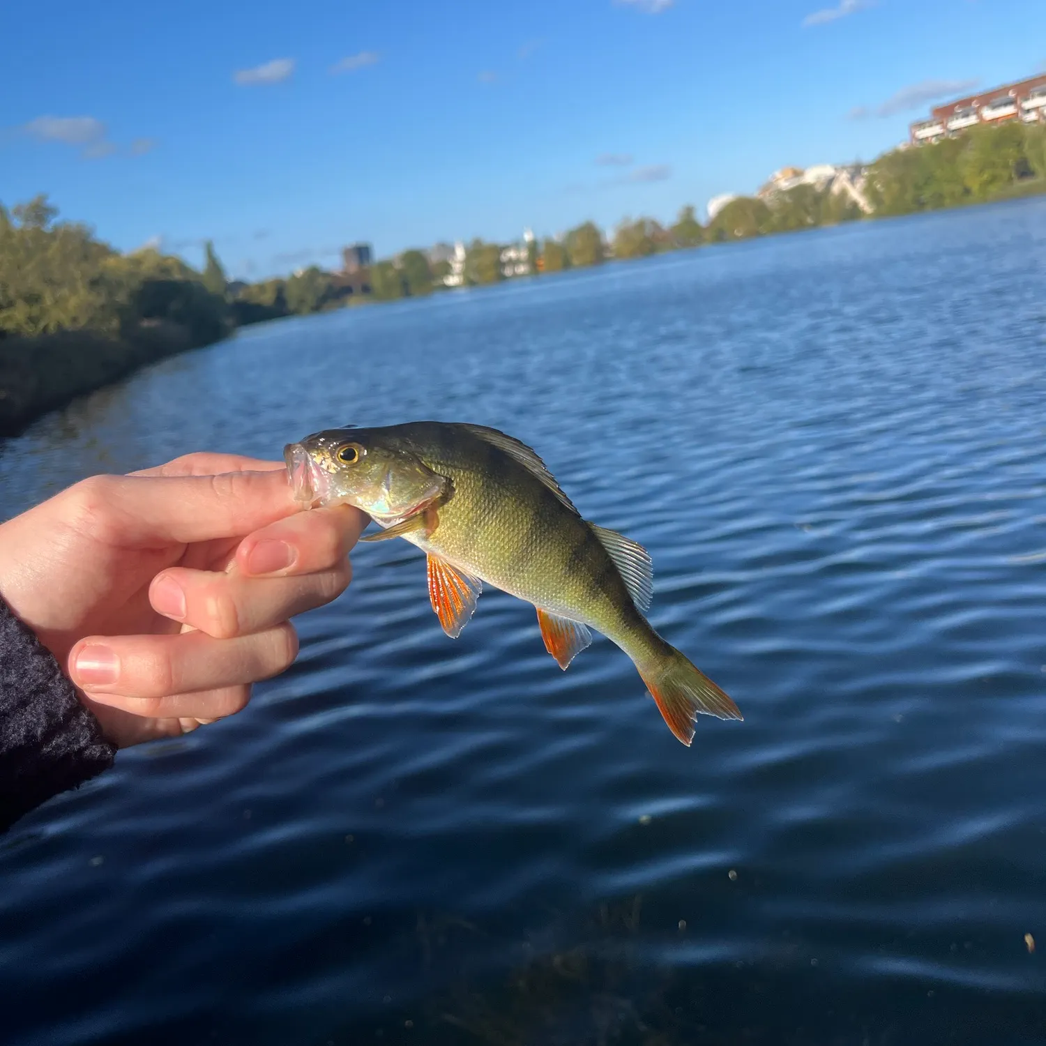 European perch caught on Fishbrain