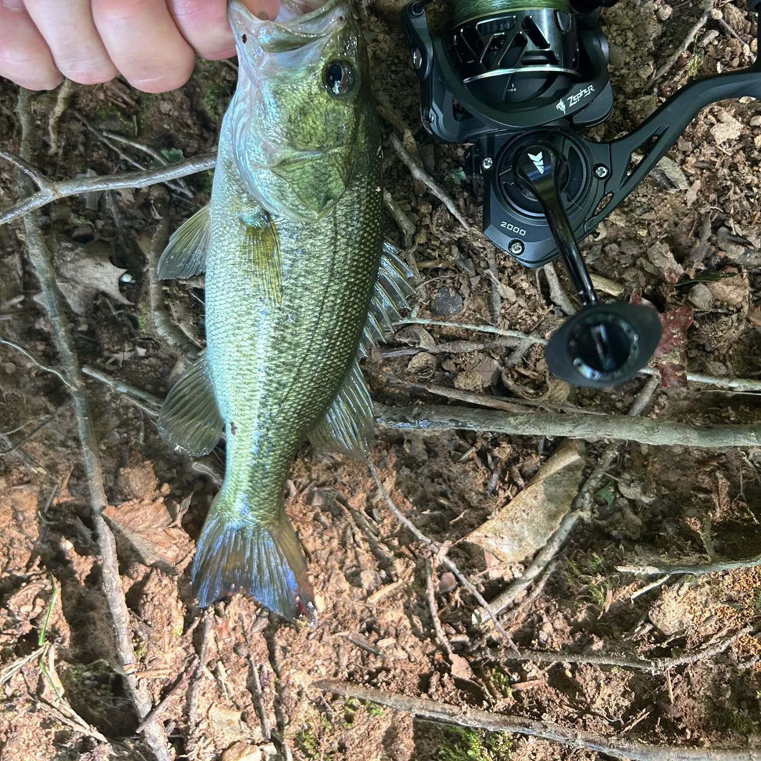 Largemouth bass caught on Fishbrain