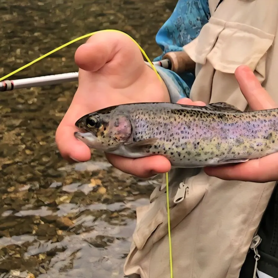 Rainbow trout caught on Fishbrain