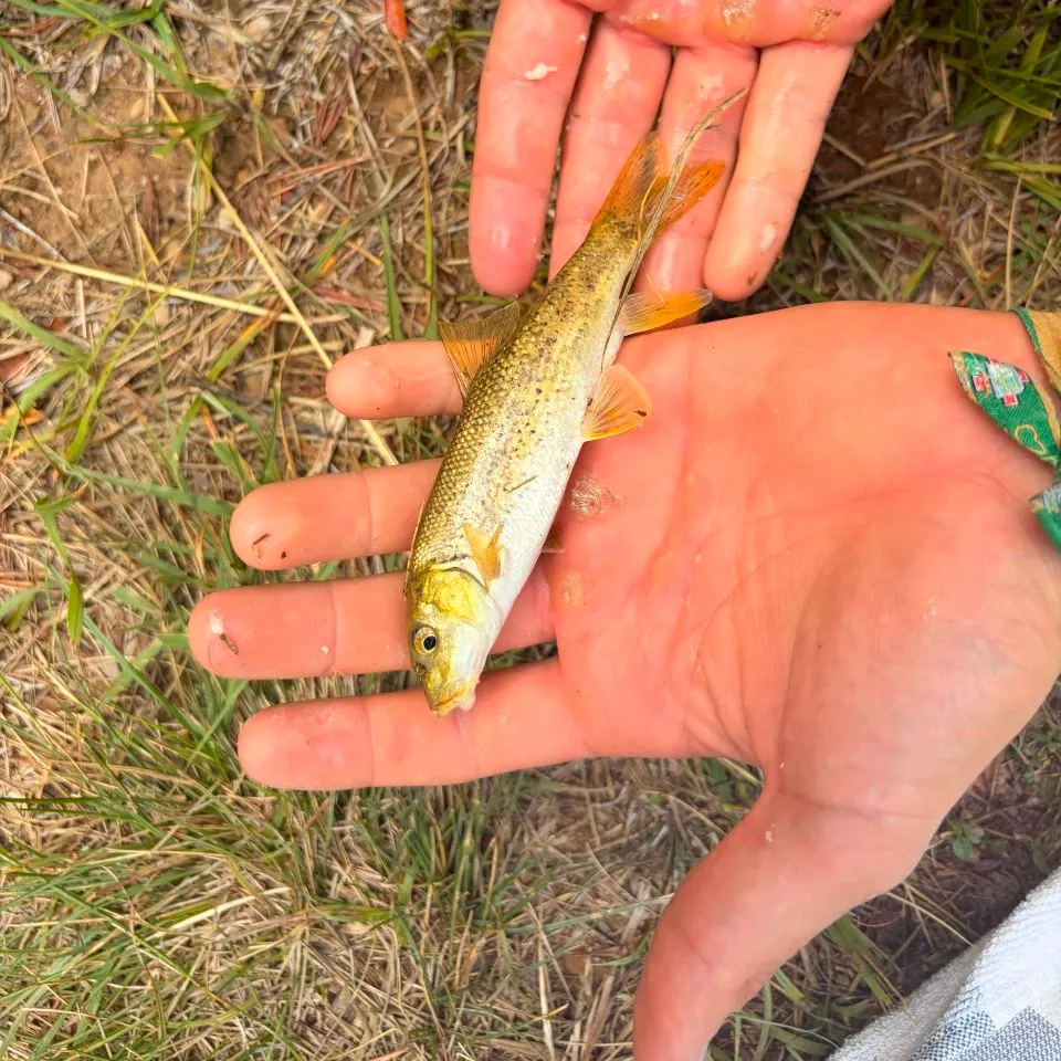 The most recent Mediterranean barbel catches on Fishbrain