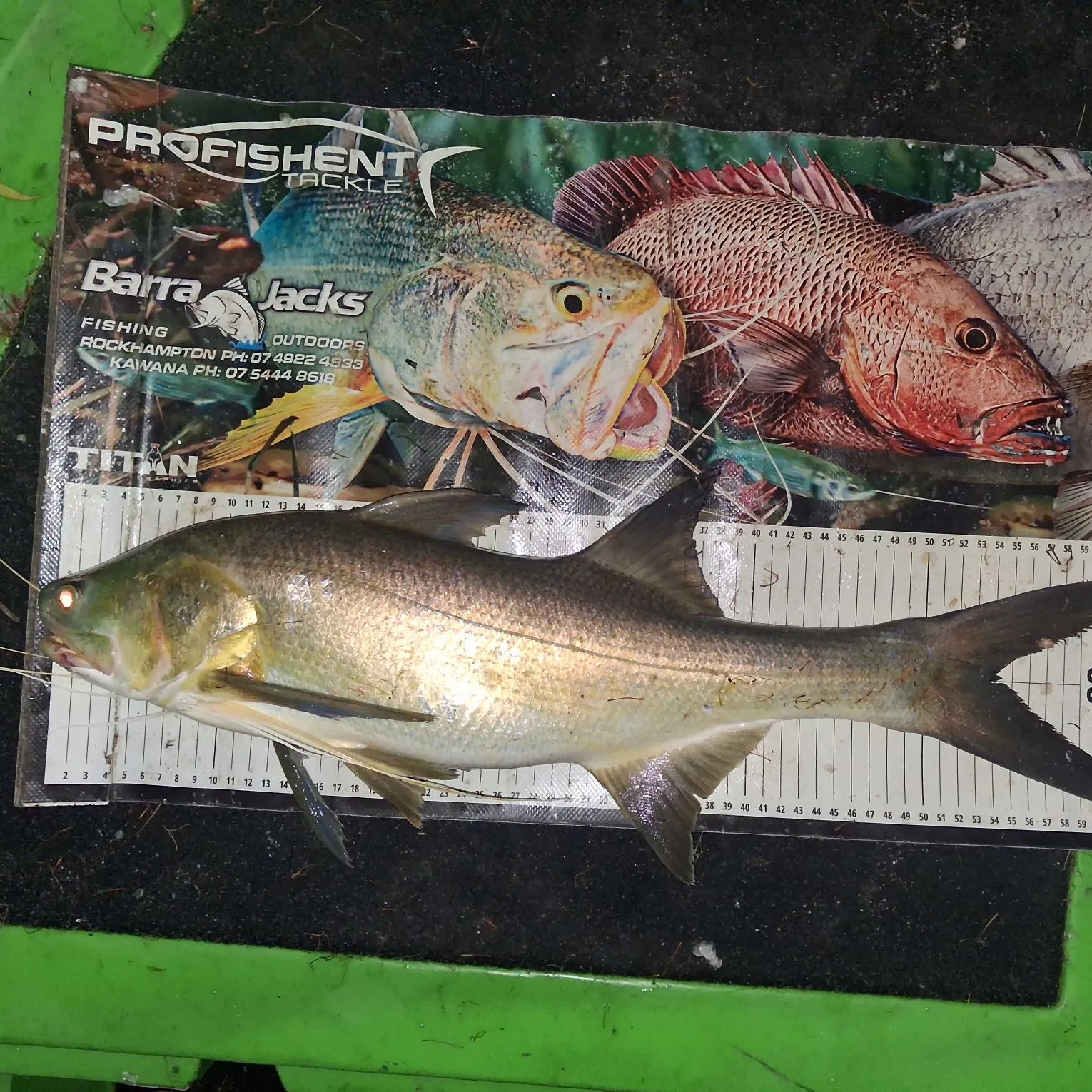 The most recent King threadfin catches on Fishbrain