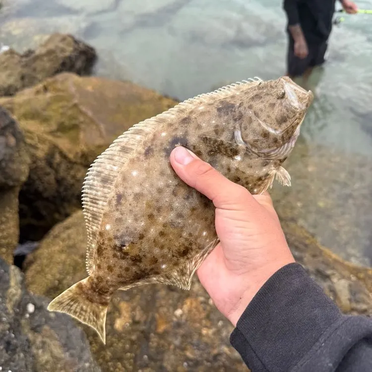 The most recent California halibut catches on Fishbrain