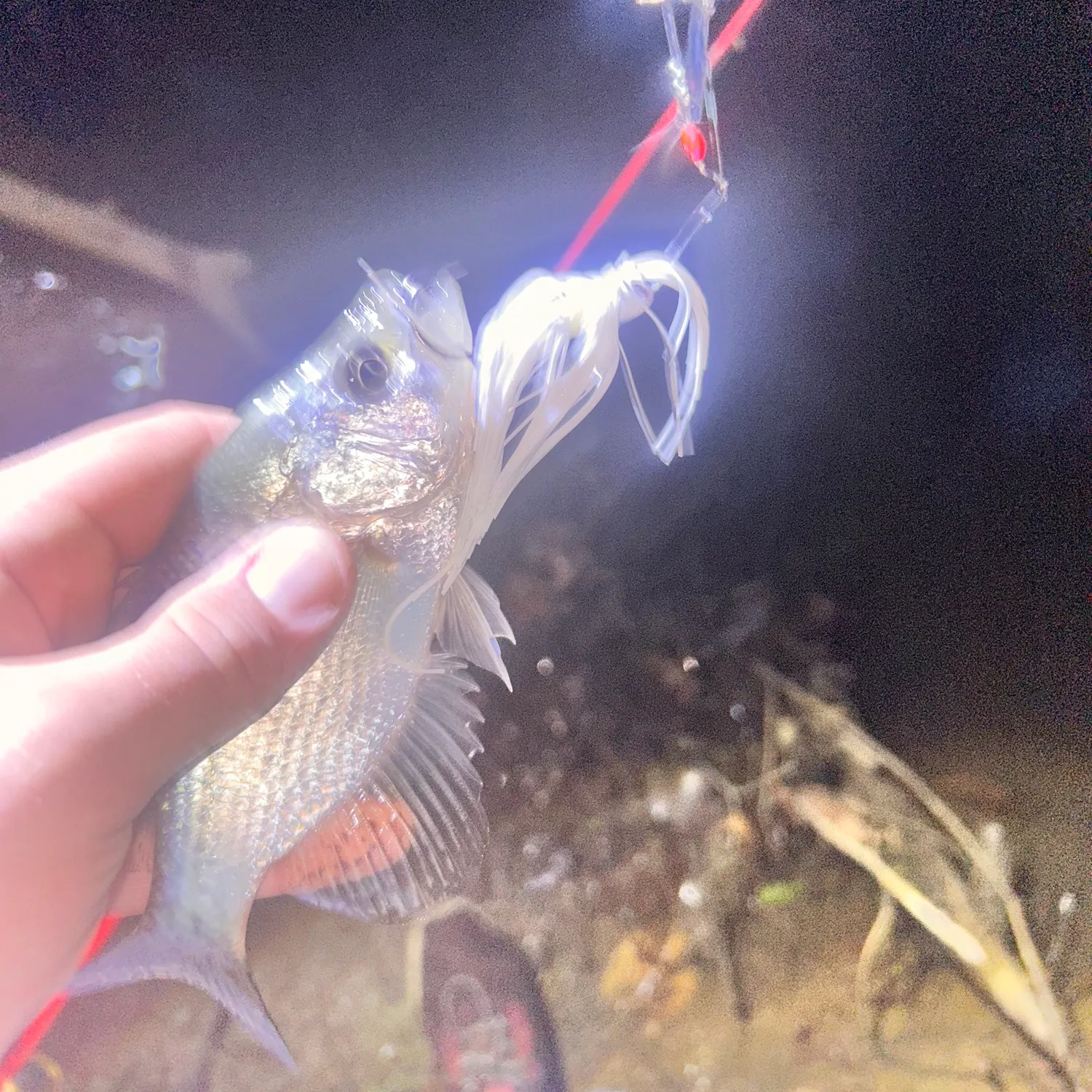 Black crappie caught on Fishbrain