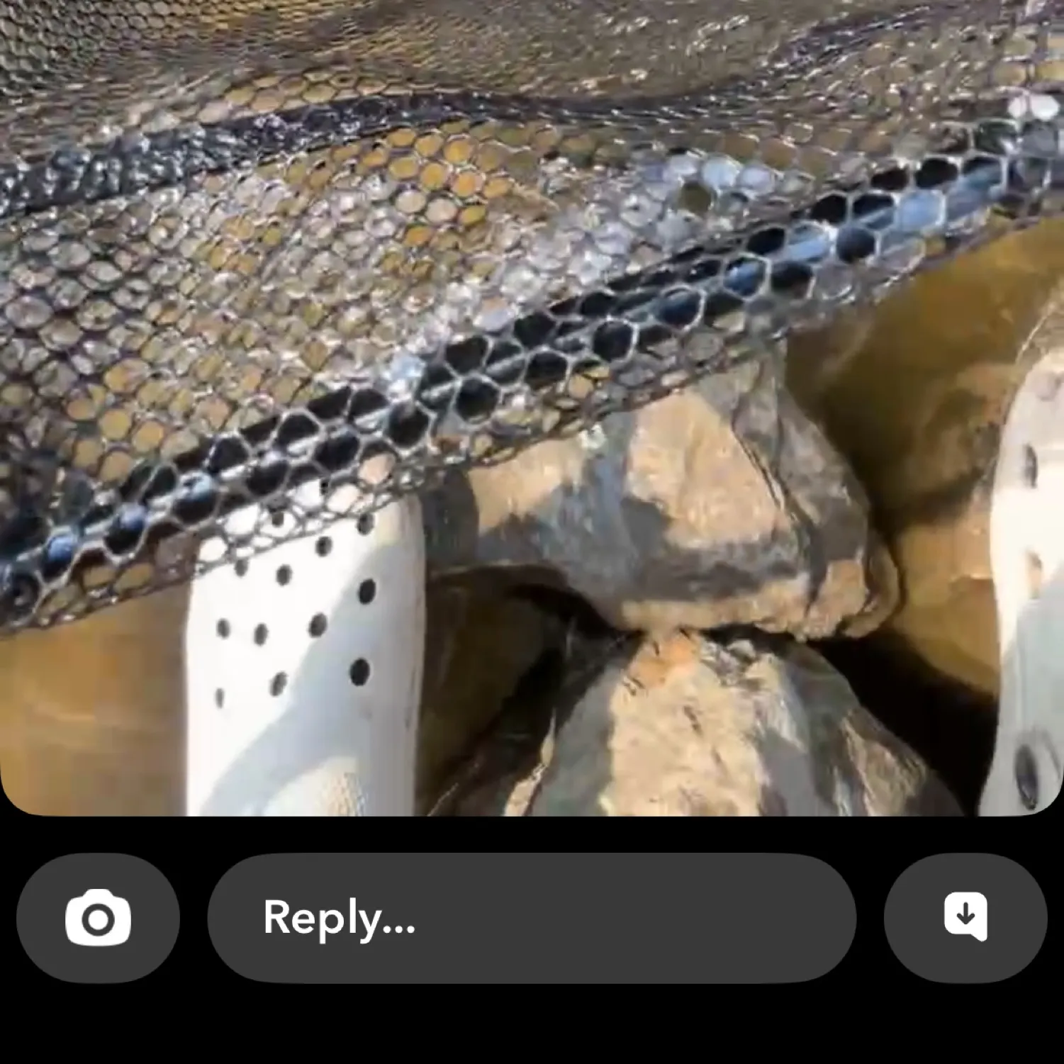 The most recent Tiger shark catches on Fishbrain