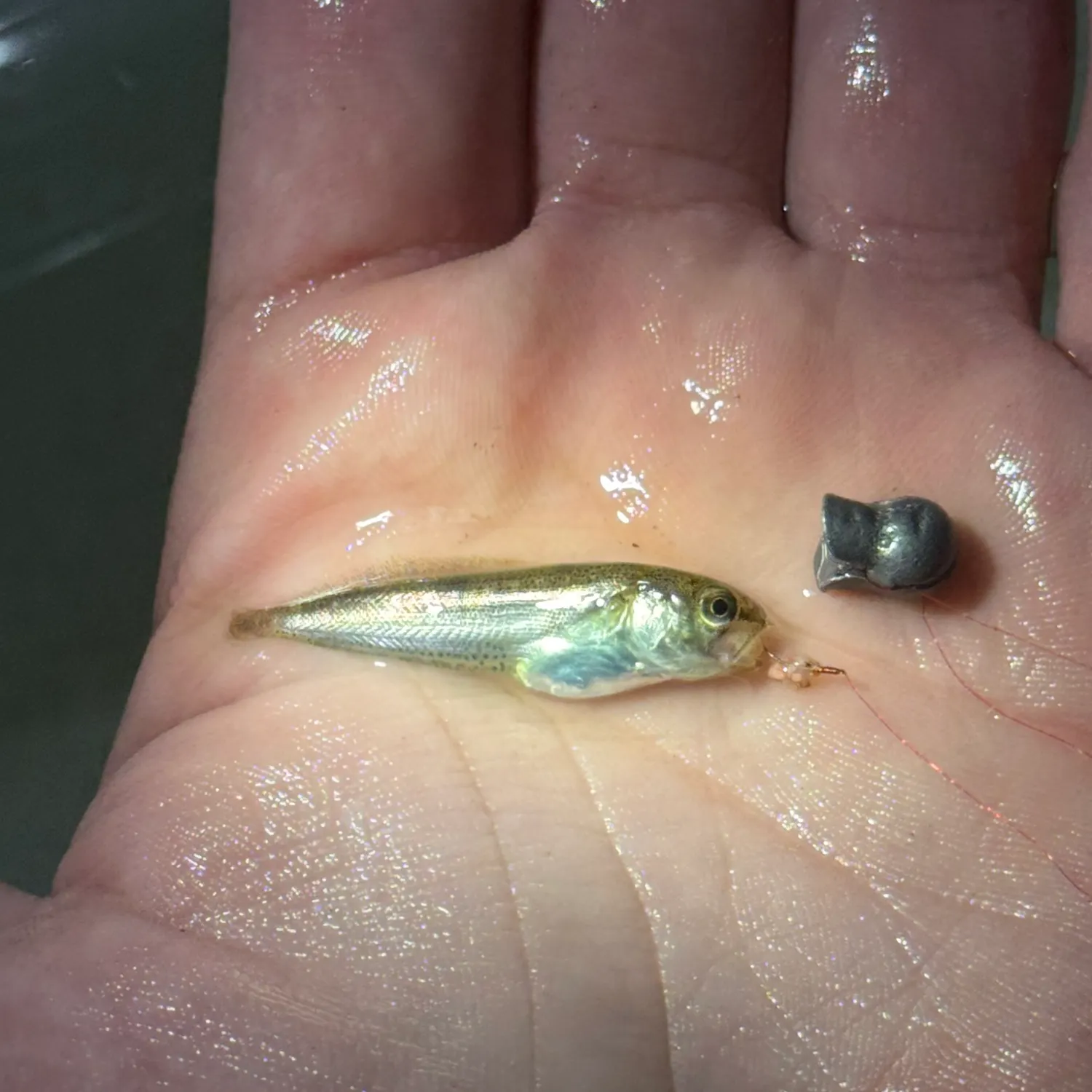 The most recent Spotted hake catches on Fishbrain