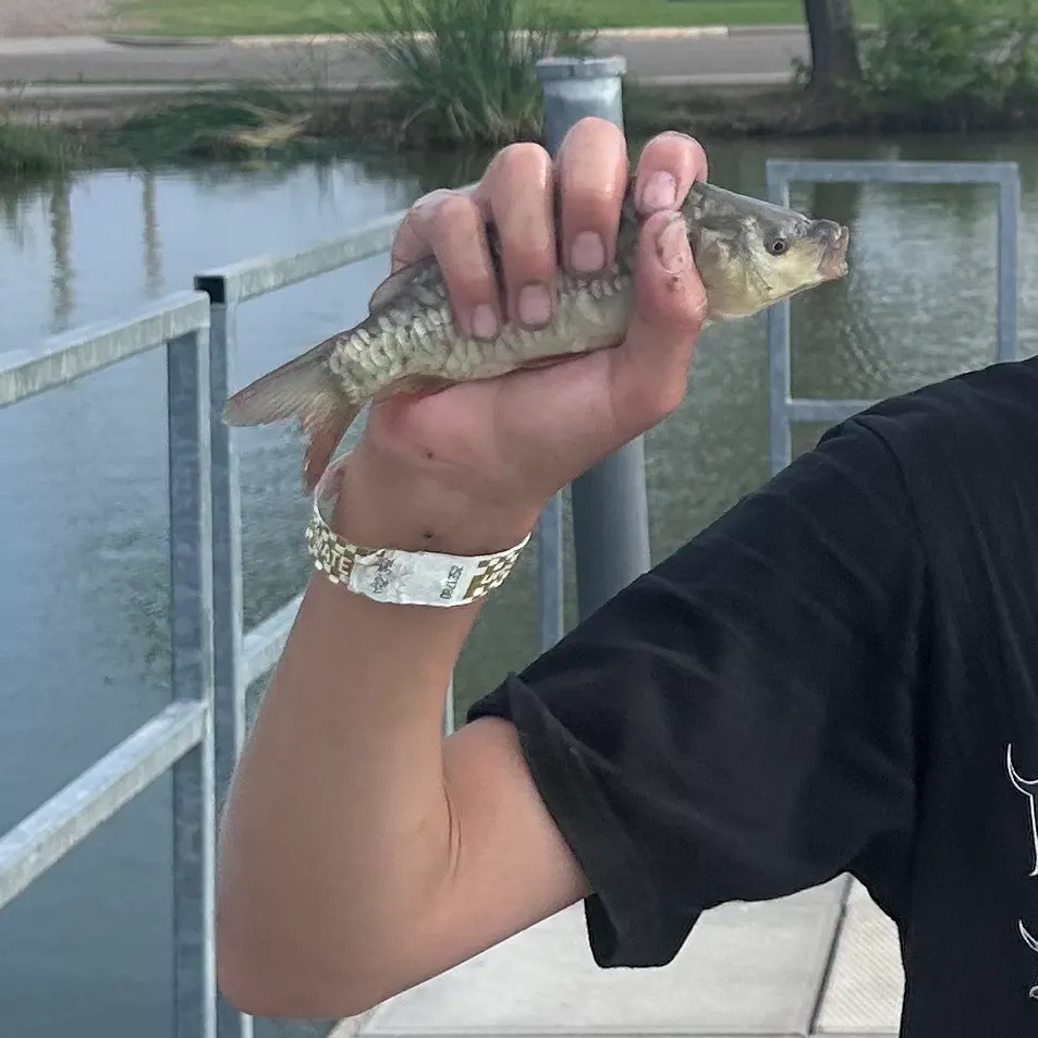 The most recent Mirror carp catches on Fishbrain