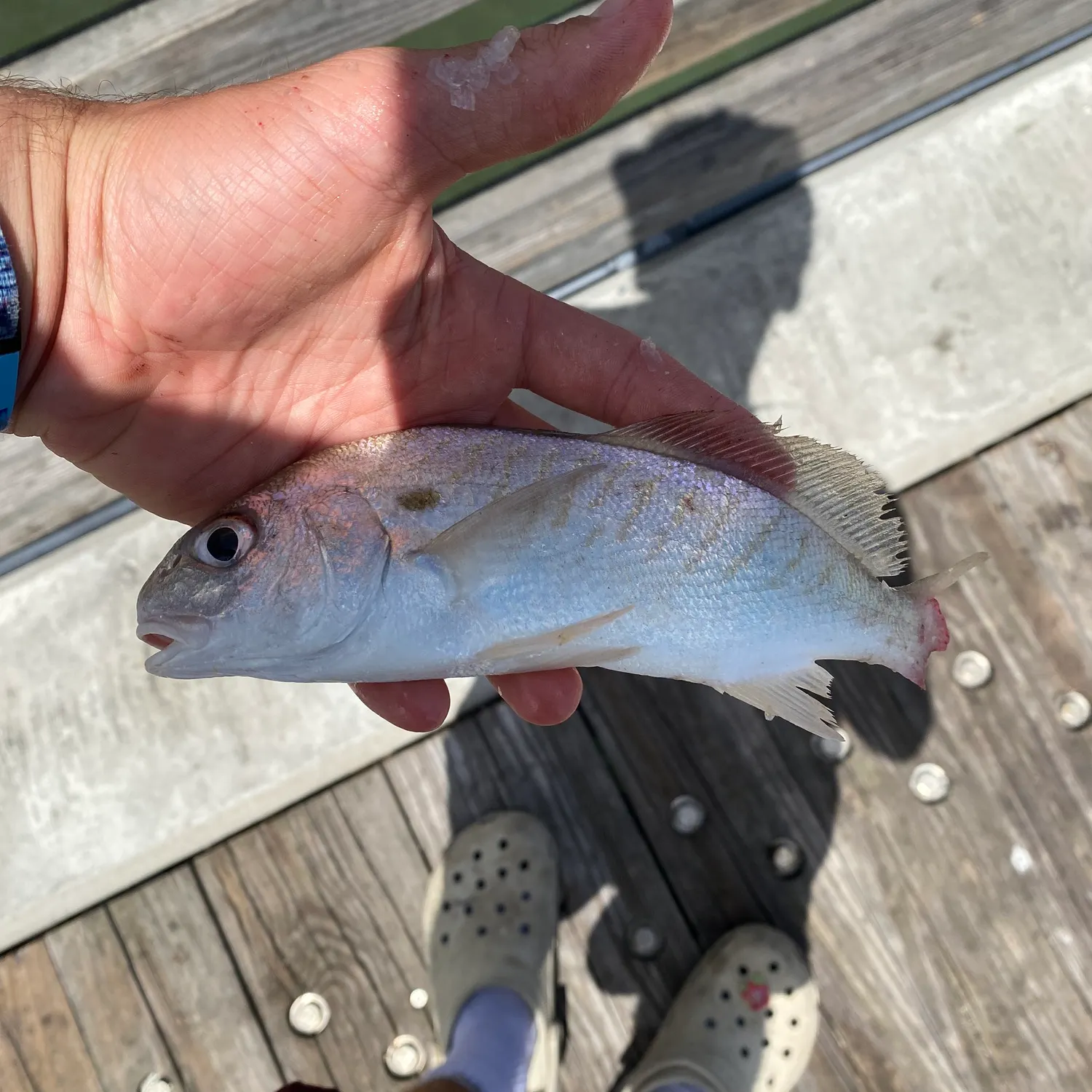 Spot croaker caught on Fishbrain