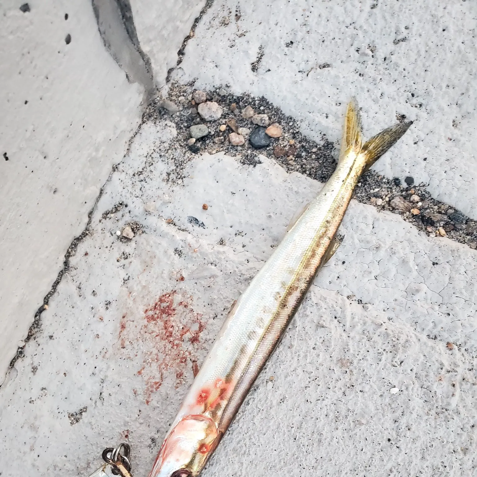 The most recent Northern sennet catches on Fishbrain