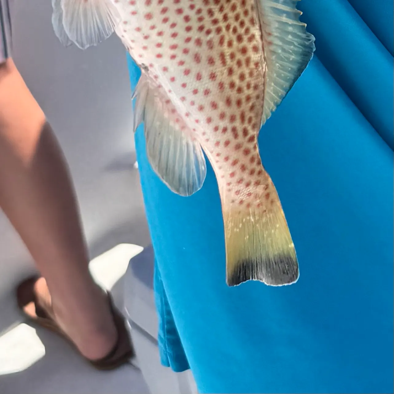 The most recent Speckled hind catches on Fishbrain