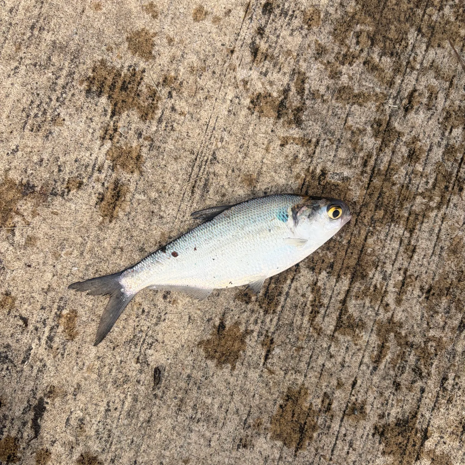 American gizzard shad caught on Fishbrain