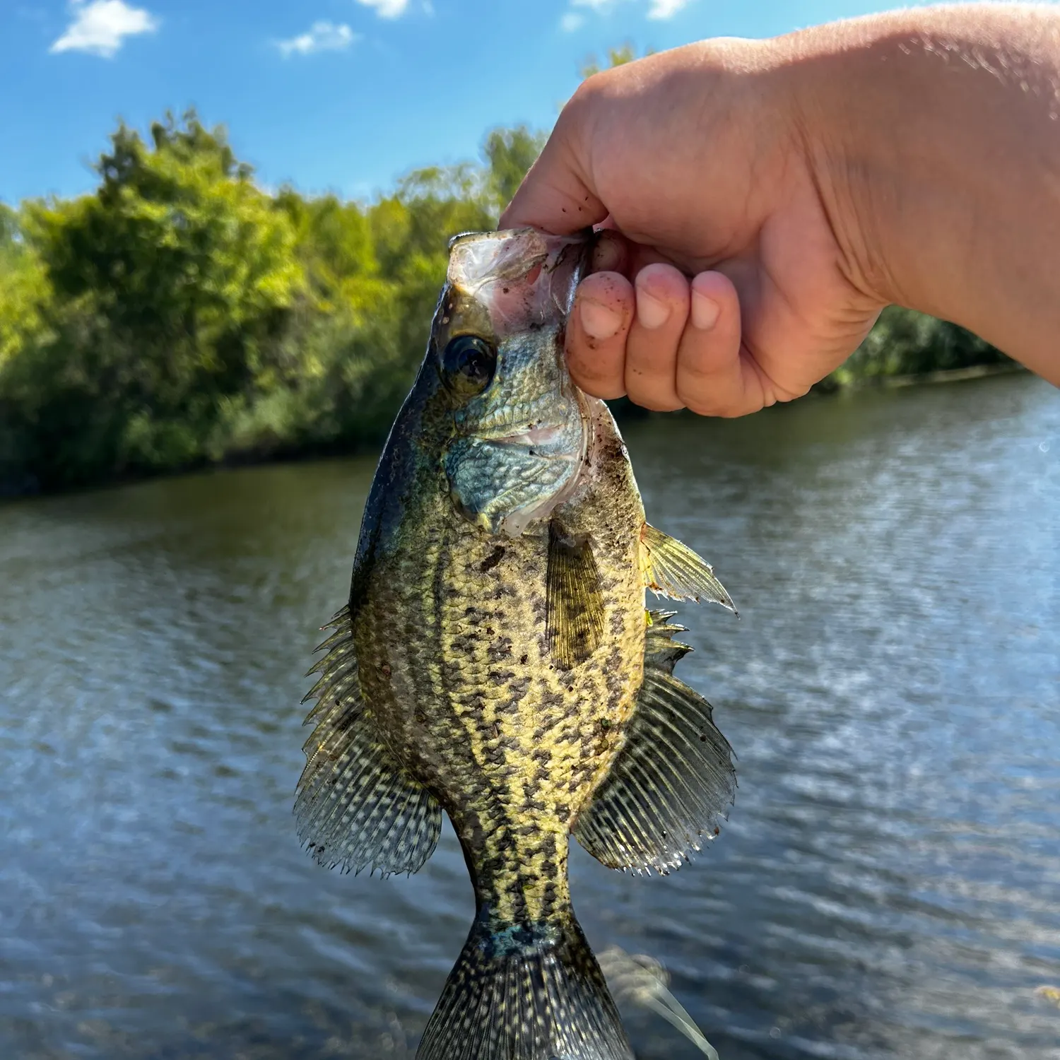 Black crappie caught on Fishbrain