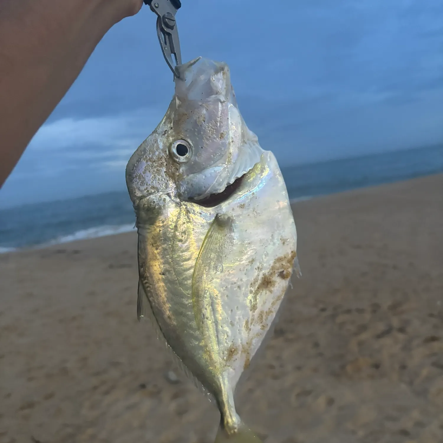 The most recent Permit catches on Fishbrain