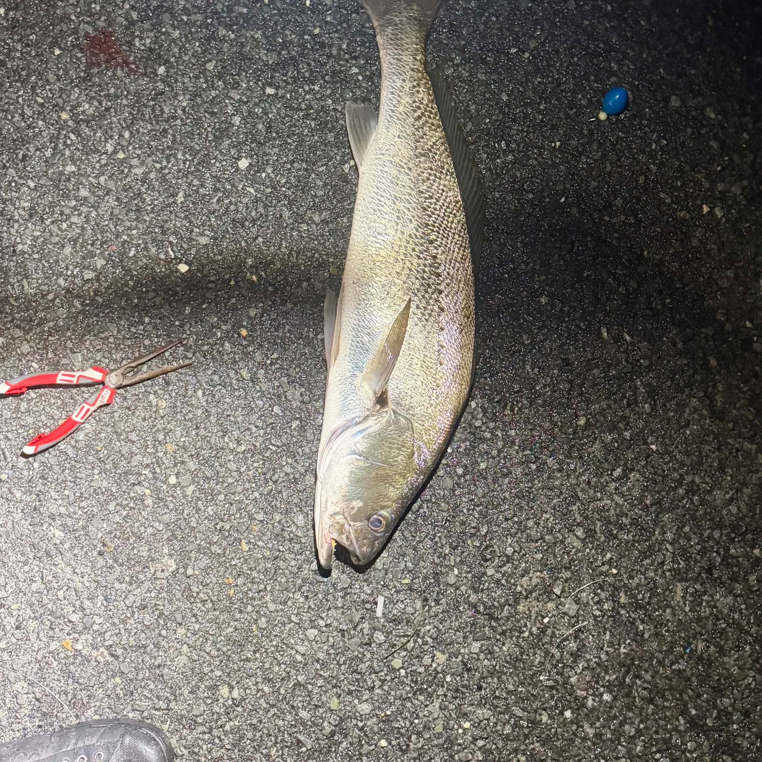 The most recent Japanese meagre catches on Fishbrain