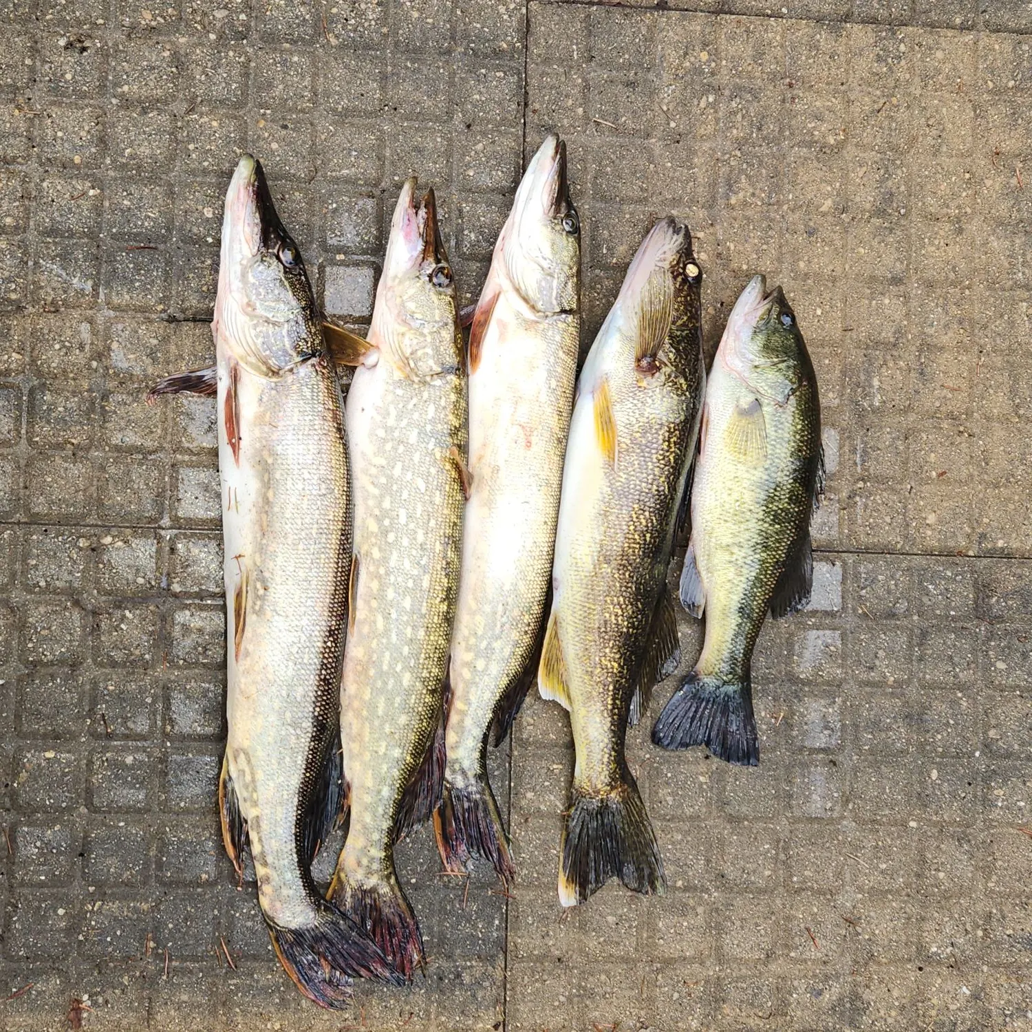 recently logged catches