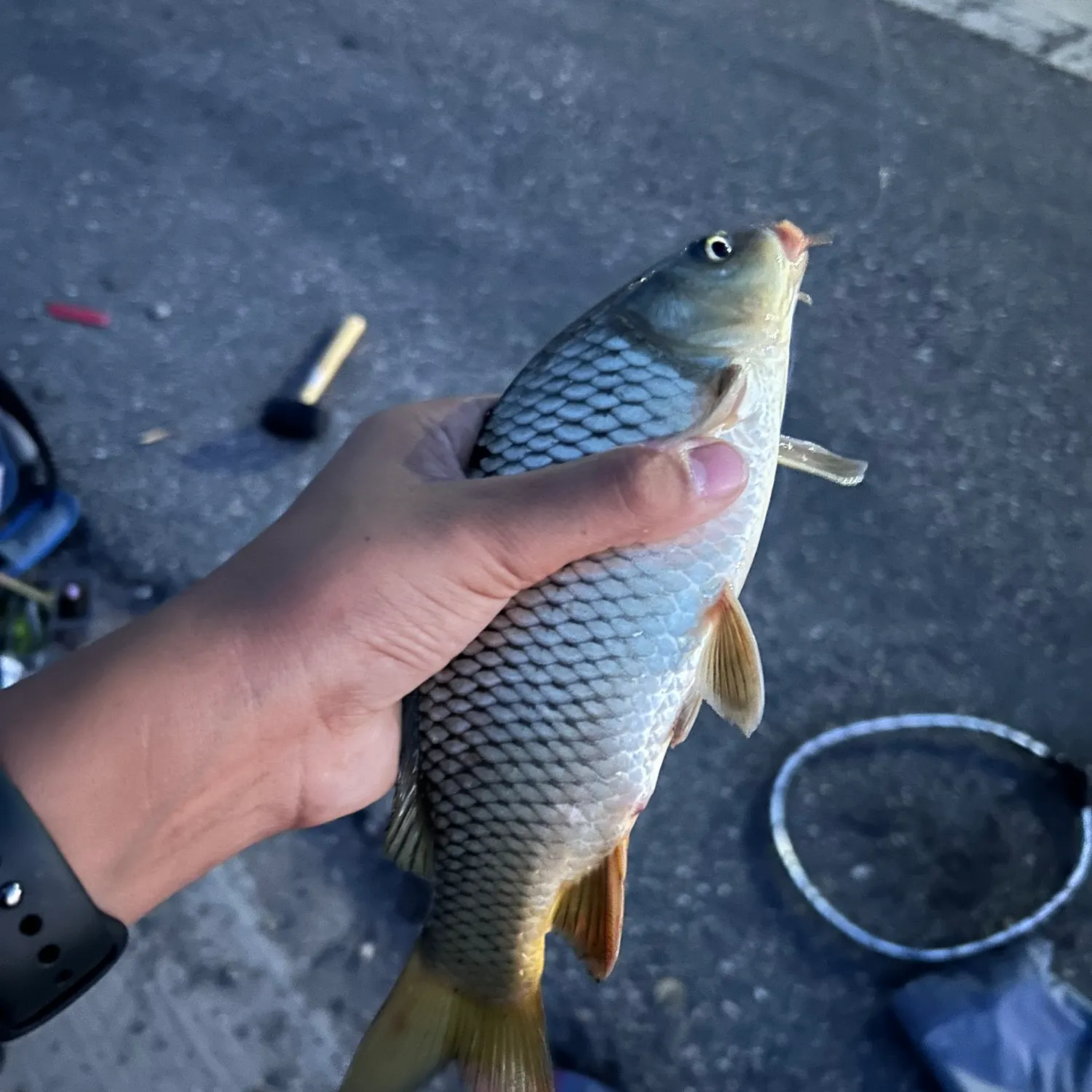 catch
