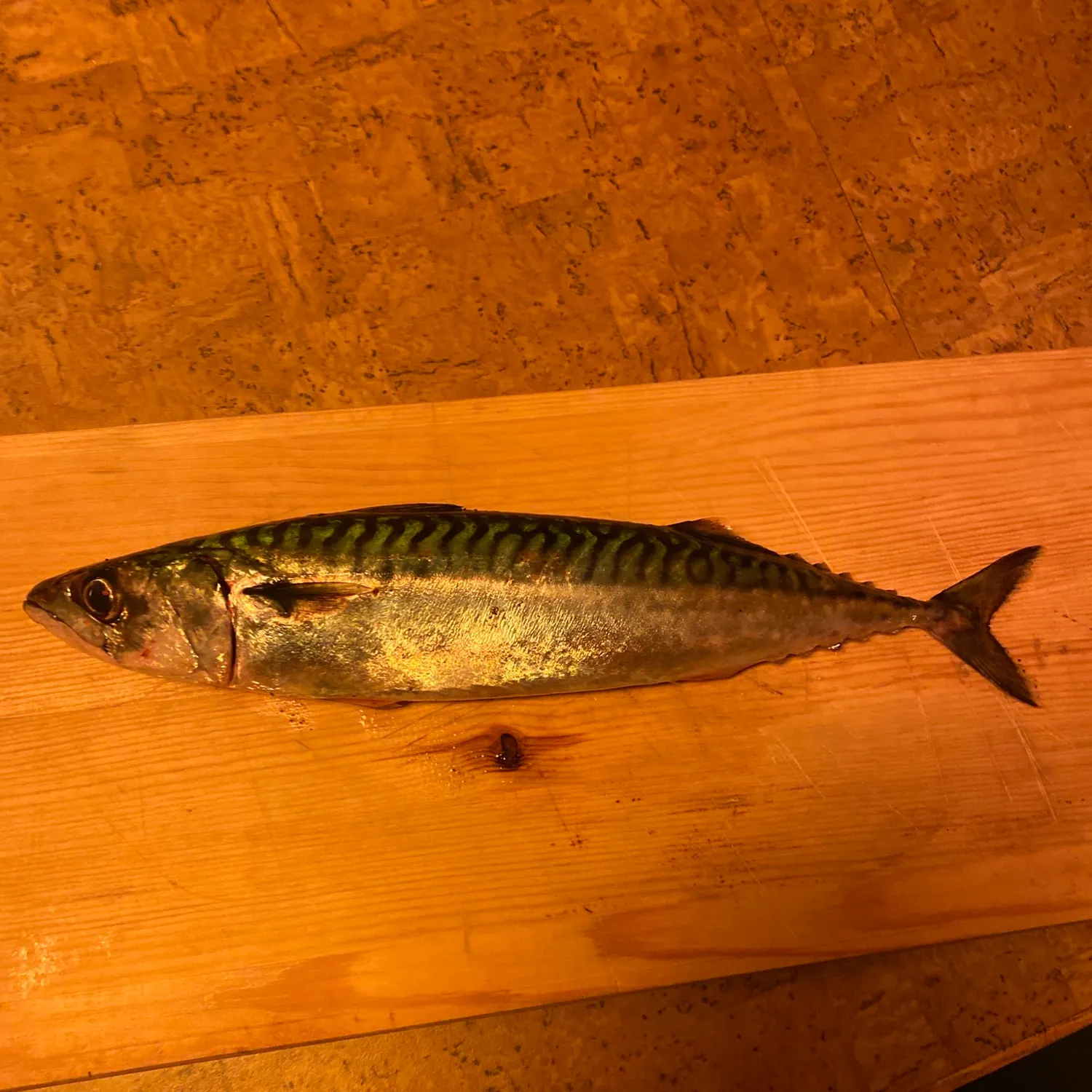 Fish caught on Fishbrain