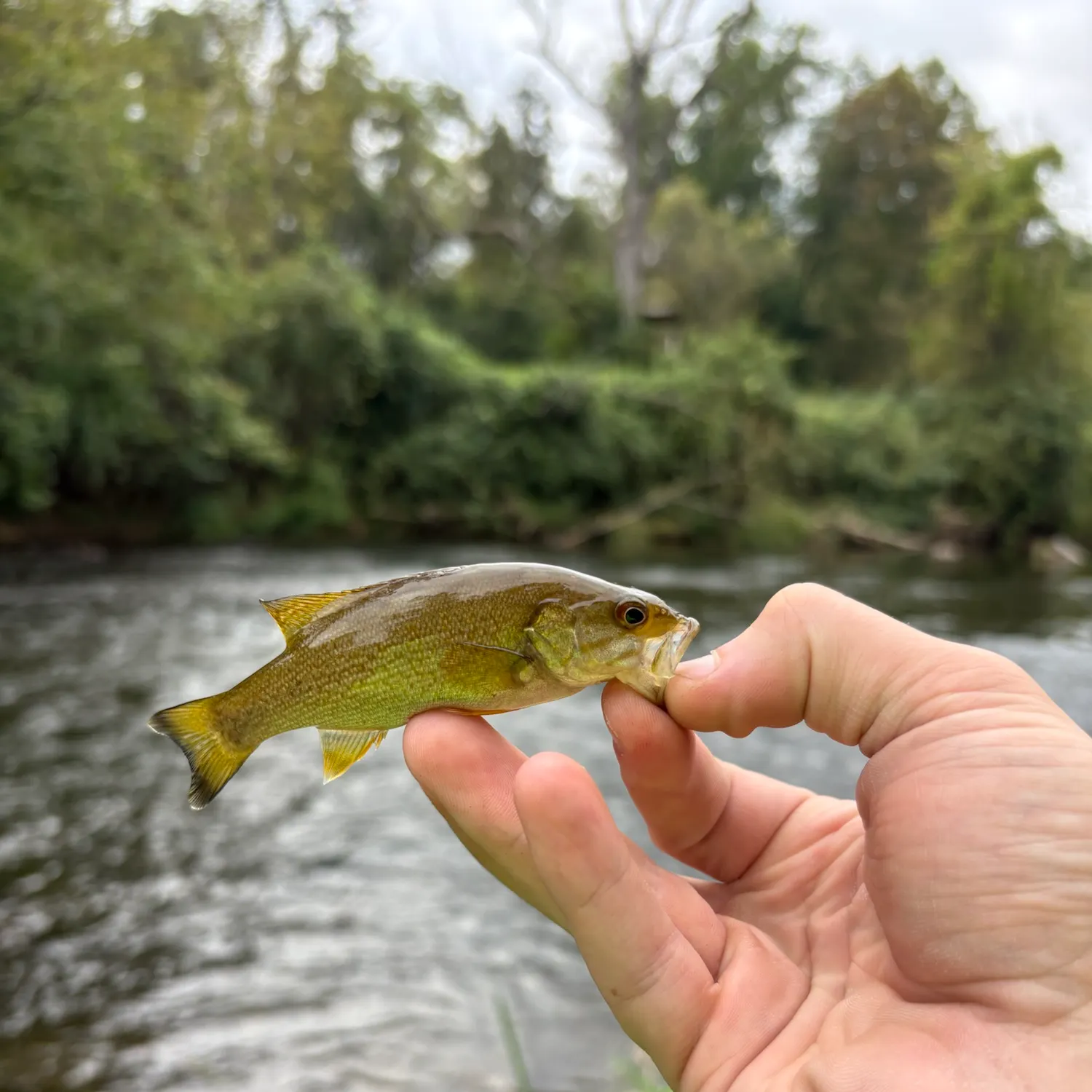 Smallmouth bass caught on Fishbrain