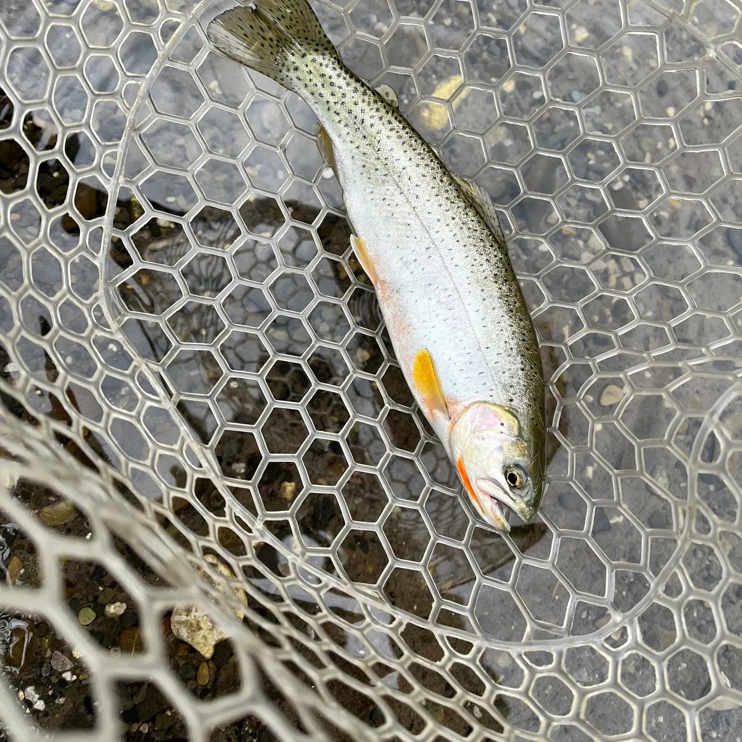 Westslope cutthroat trout caught on Fishbrain