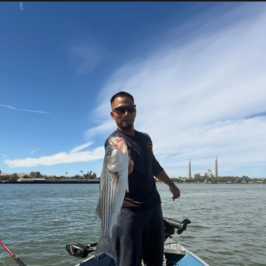 Striped bass caught on Fishbrain