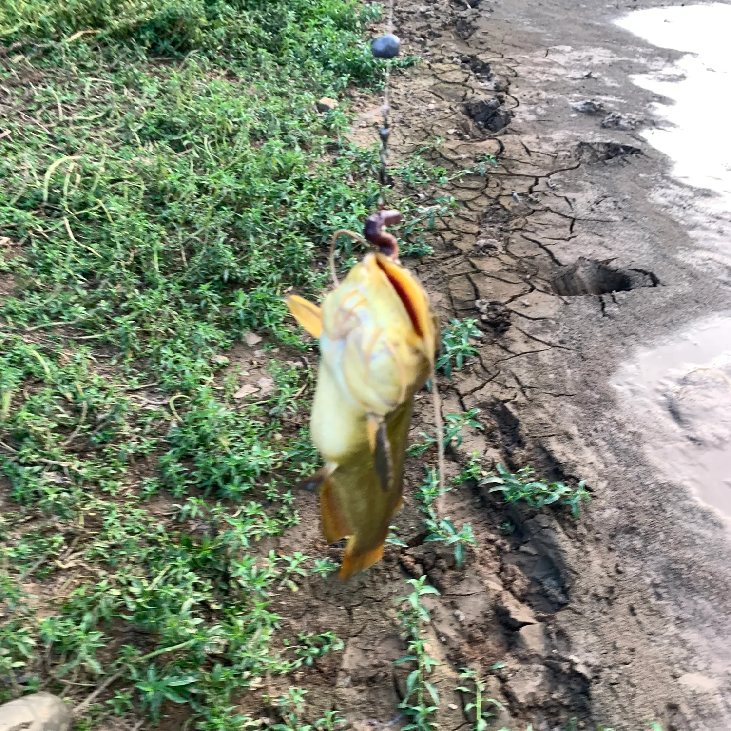 Yellow bullhead caught on Fishbrain
