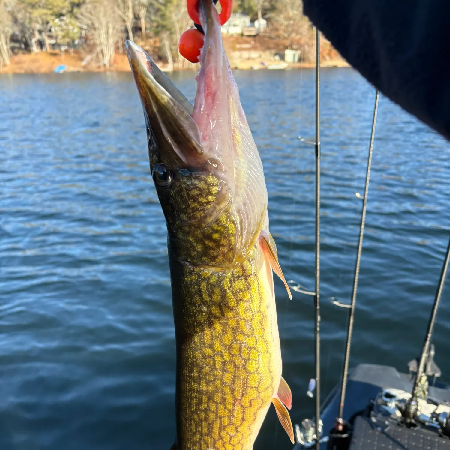The most recent Chain pickerel catches on Fishbrain