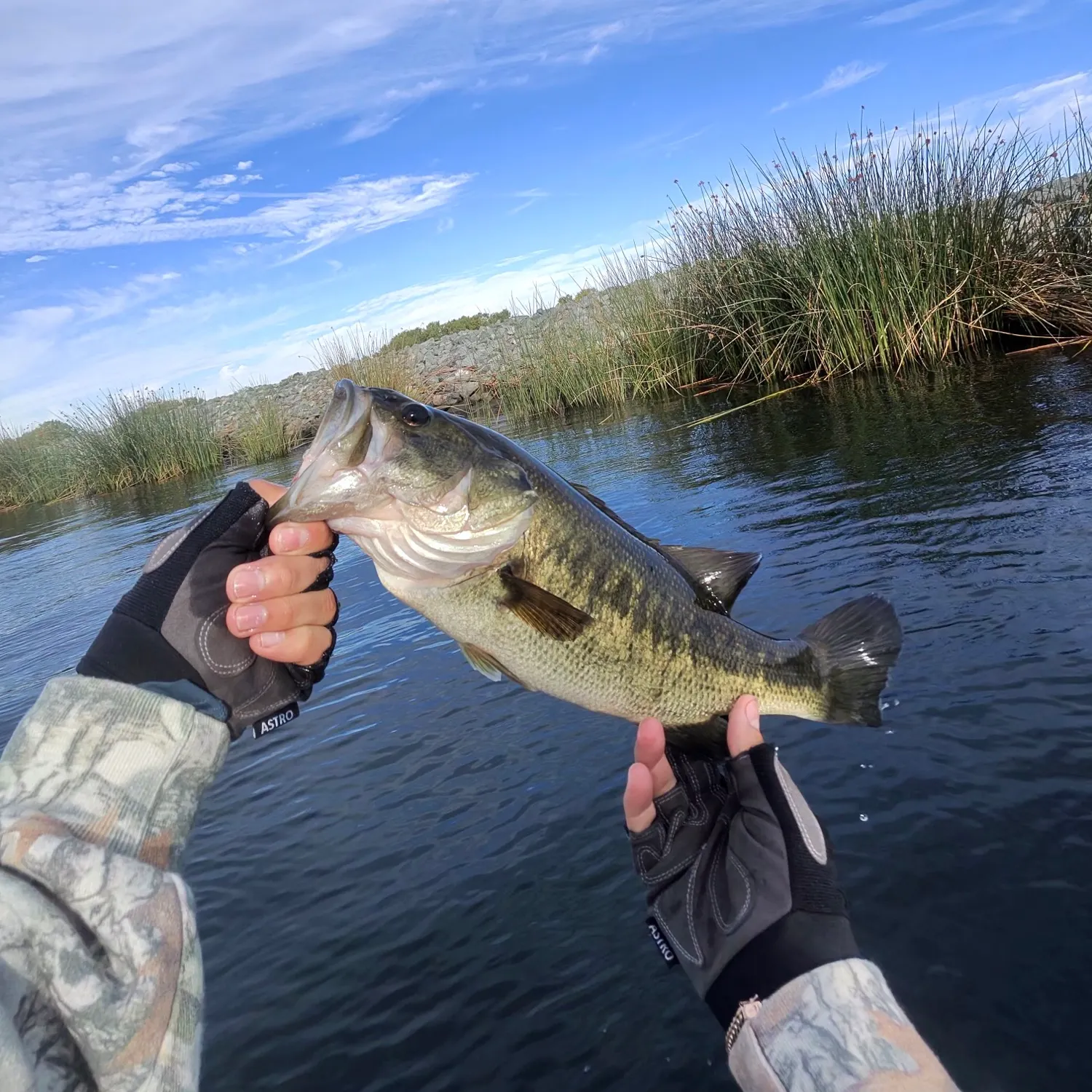 Largemouth bass caught on Fishbrain
