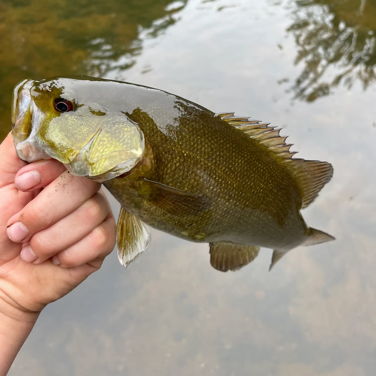 Smallmouth bass caught on Fishbrain