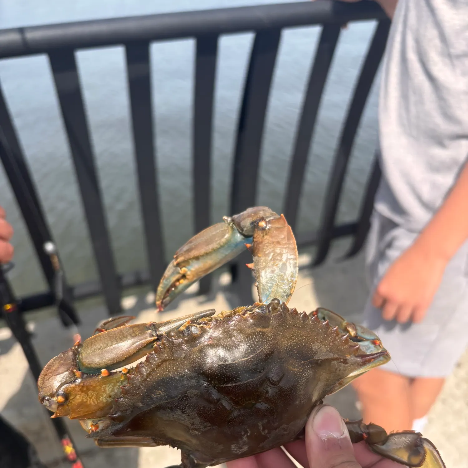 Spot croaker caught on Fishbrain