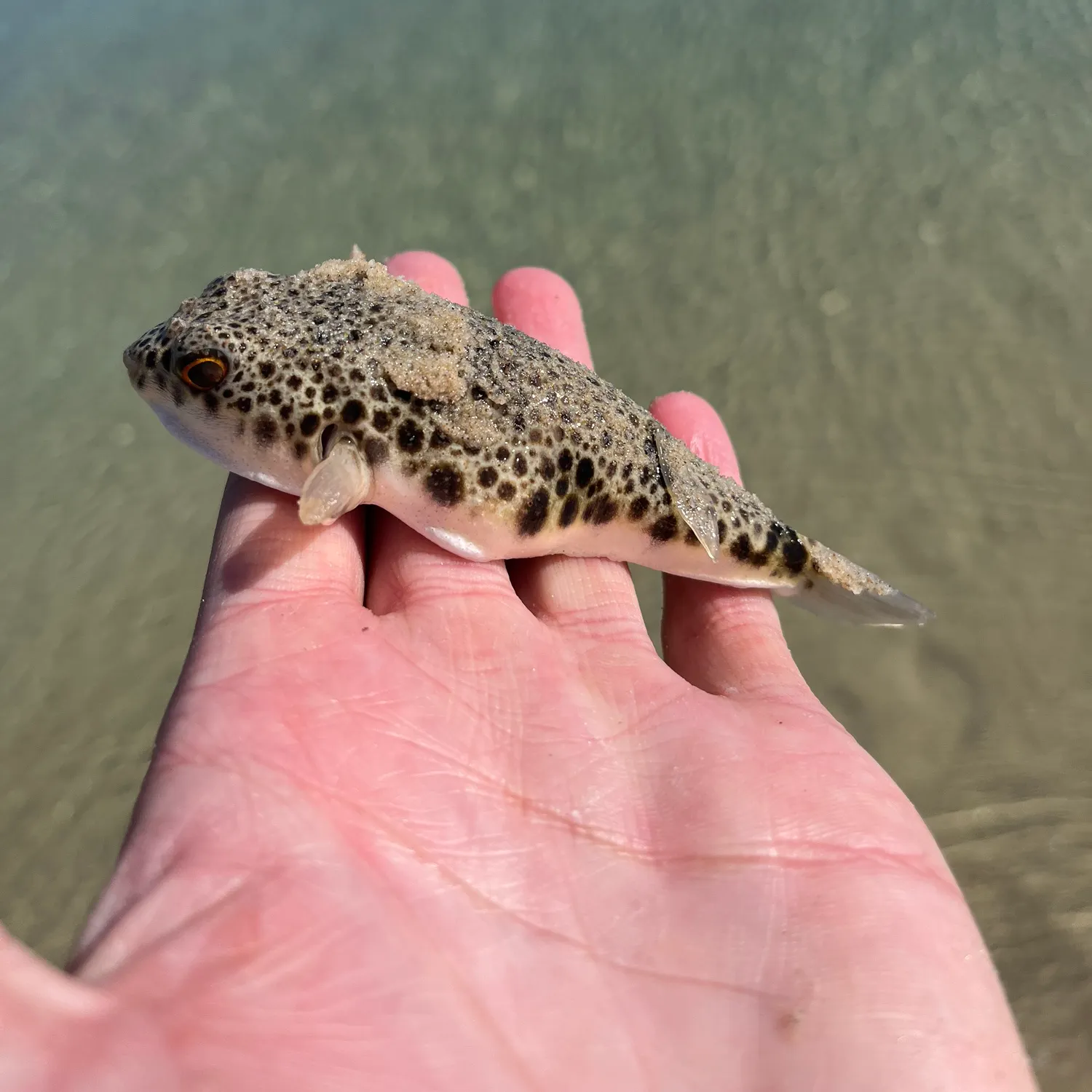 The most recent Smooth toadfish catches on Fishbrain