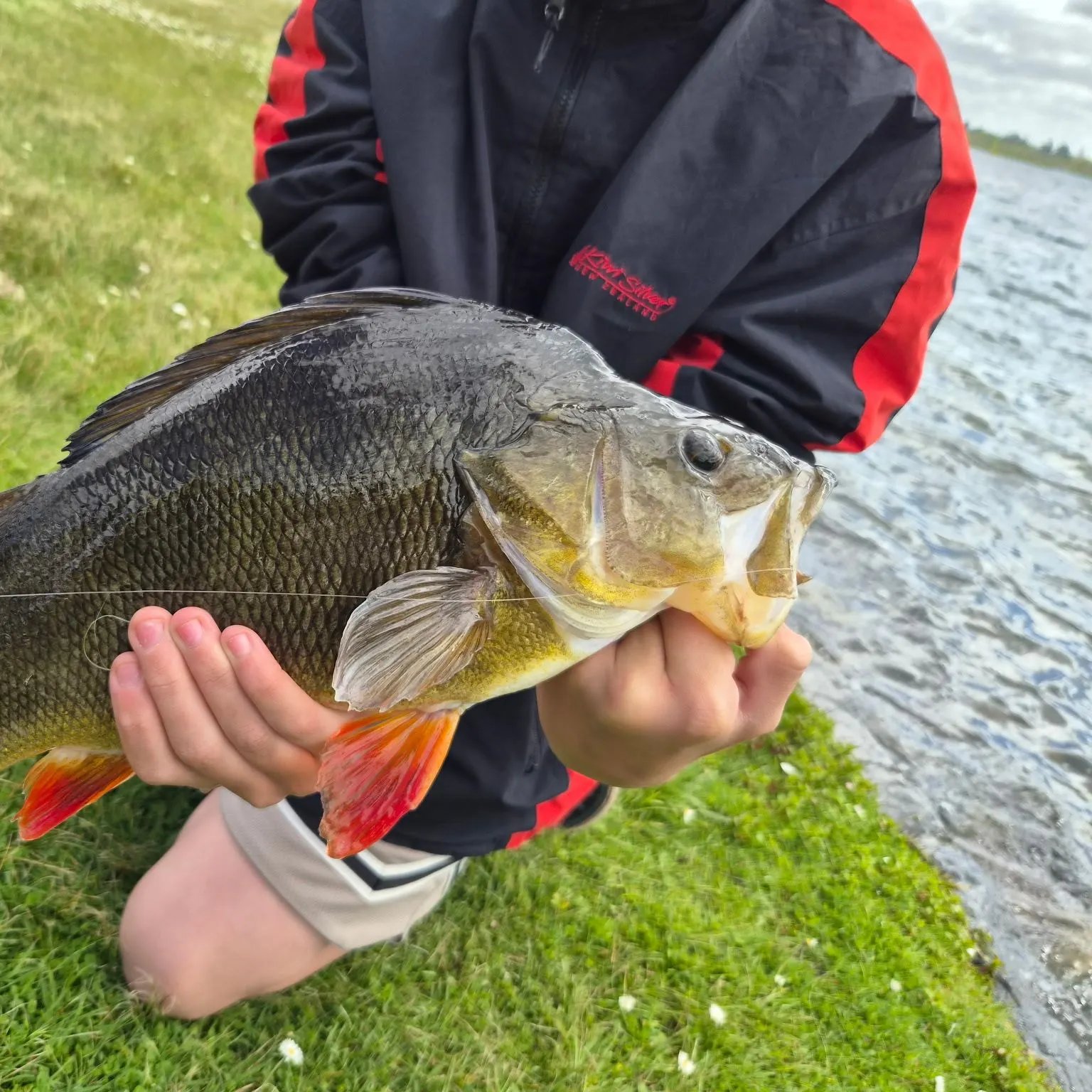 European perch caught on Fishbrain