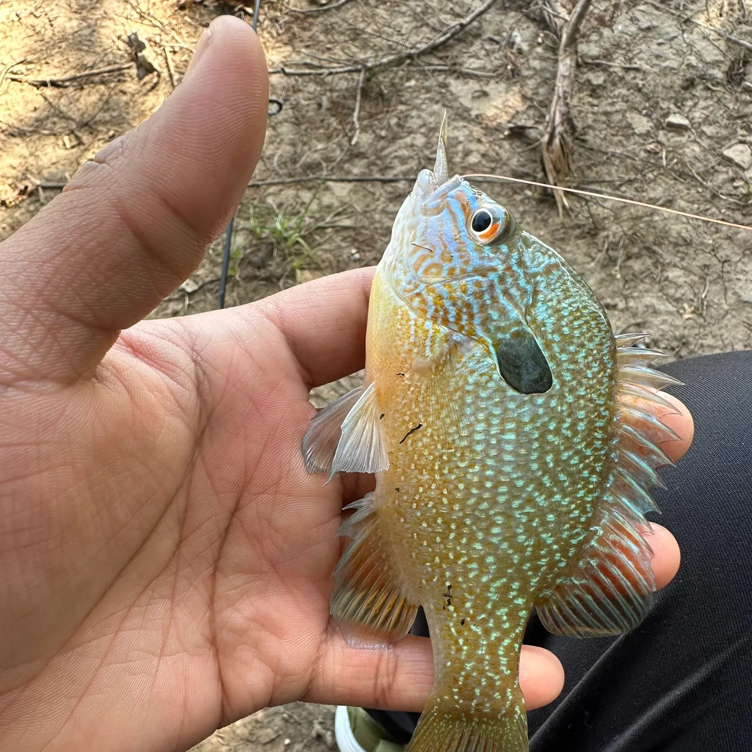 The most recent Longear sunfish catches on Fishbrain